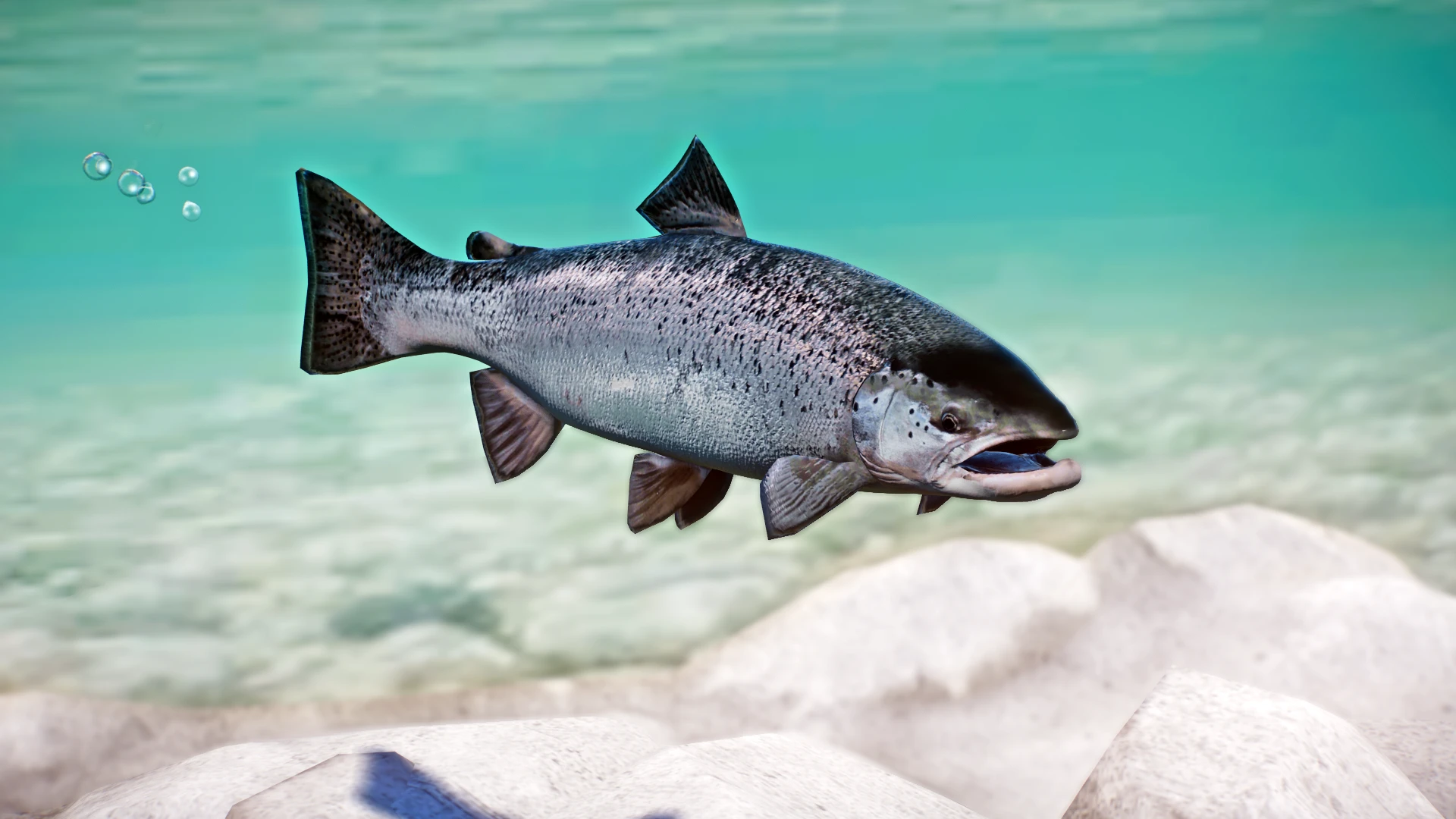 Atlantic Salmon - New Species (1.13) at Planet Zoo Nexus - Mods and ...