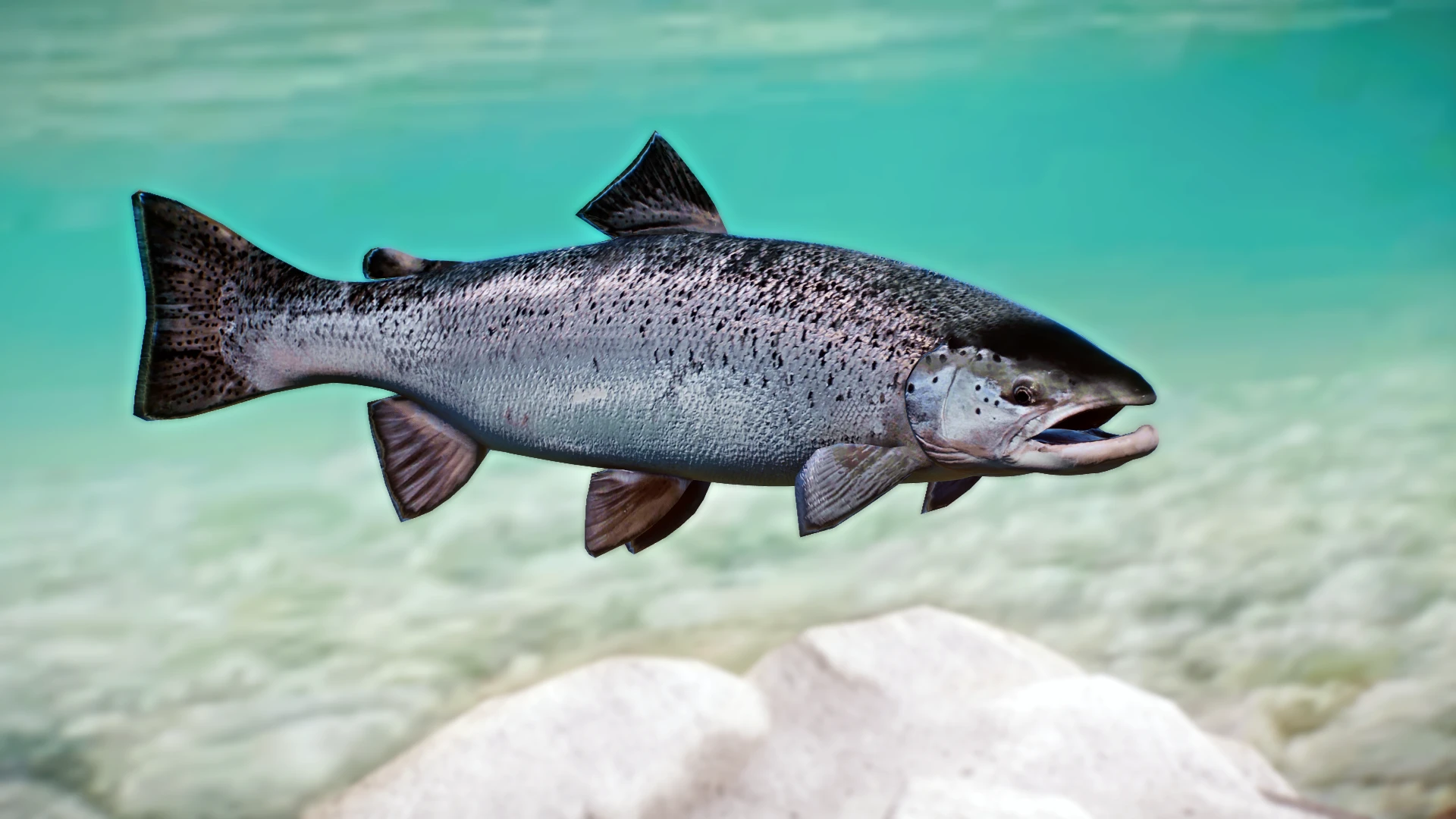 Atlantic Salmon - New Species (1.13) at Planet Zoo Nexus - Mods and ...