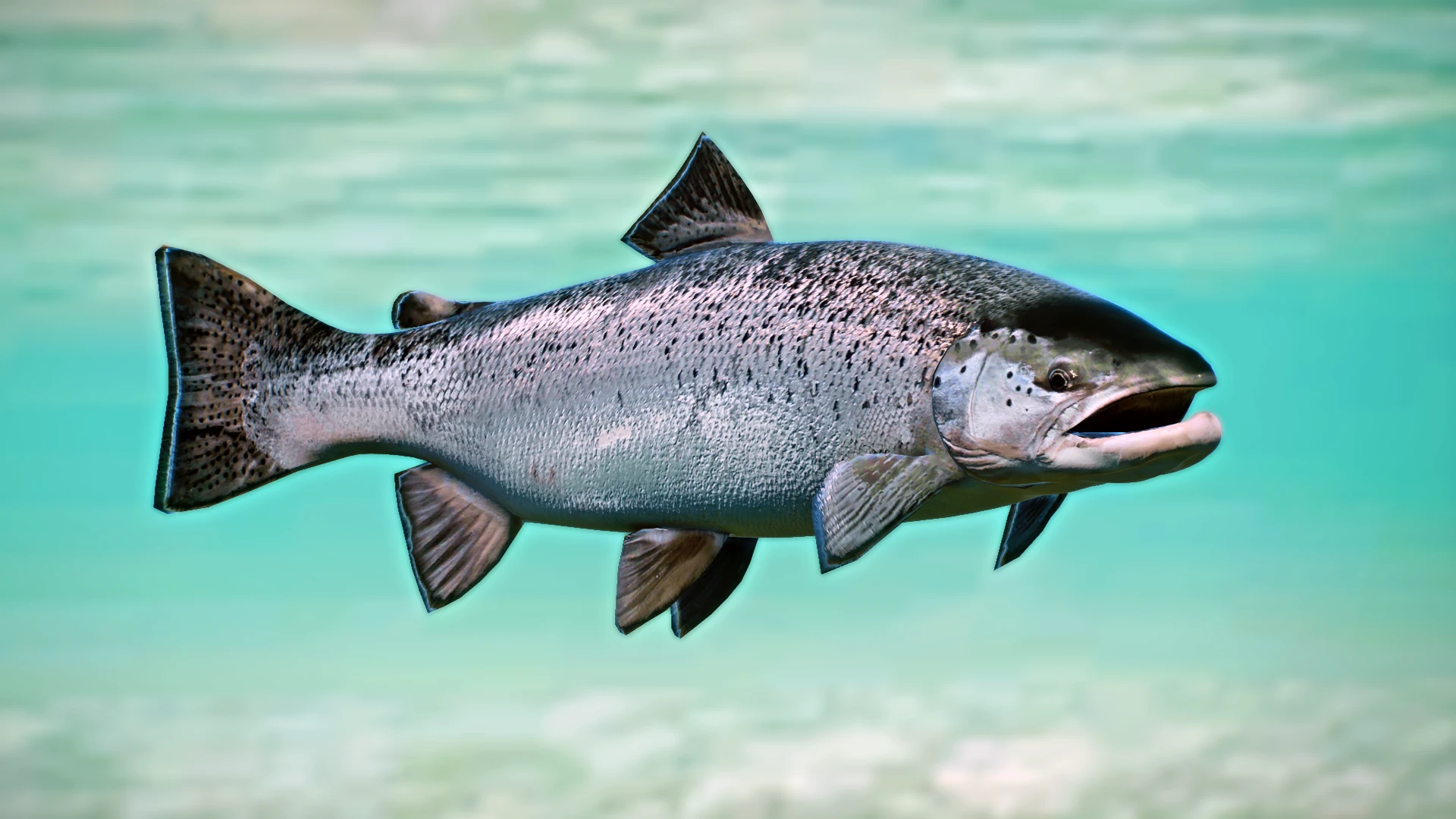 Atlantic Salmon - New Species (1.13) at Planet Zoo Nexus - Mods and ...