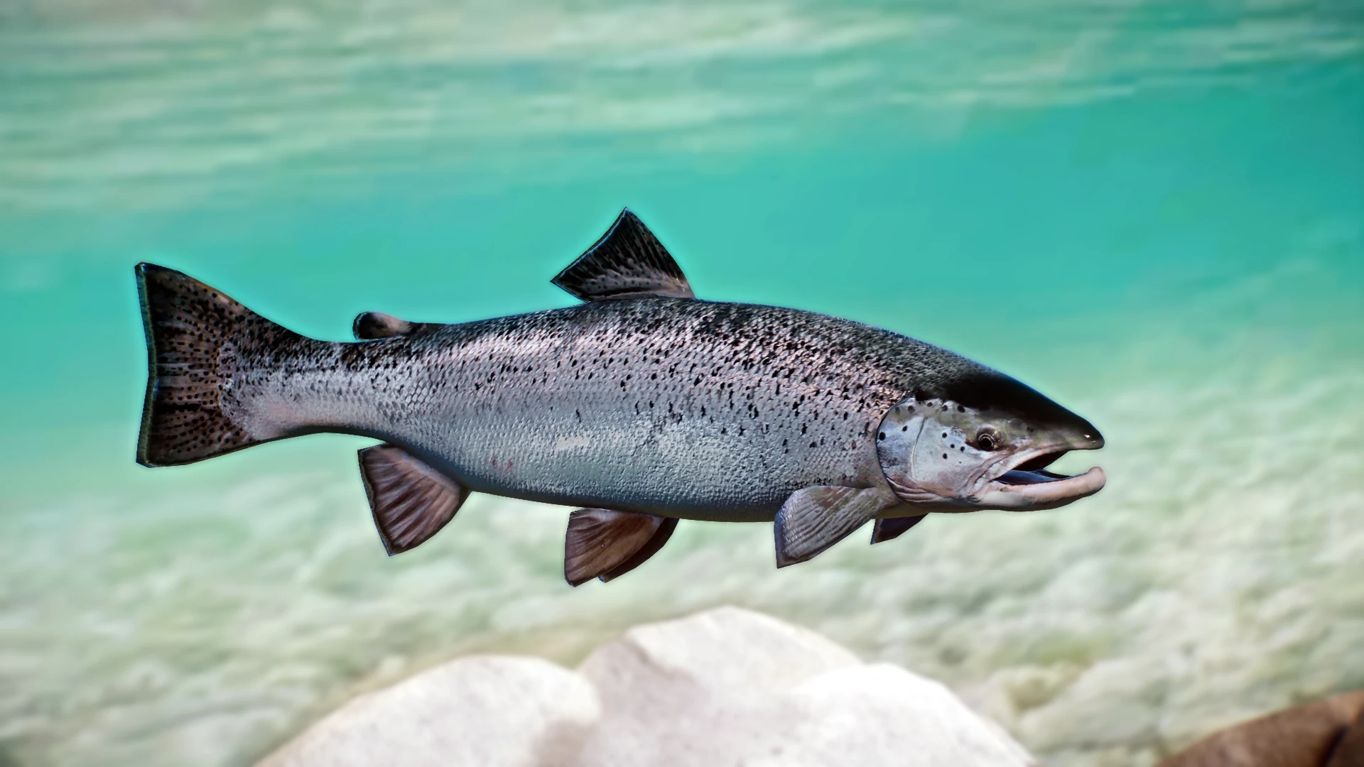 Atlantic Salmon - New Species (1.13) at Planet Zoo Nexus - Mods and ...