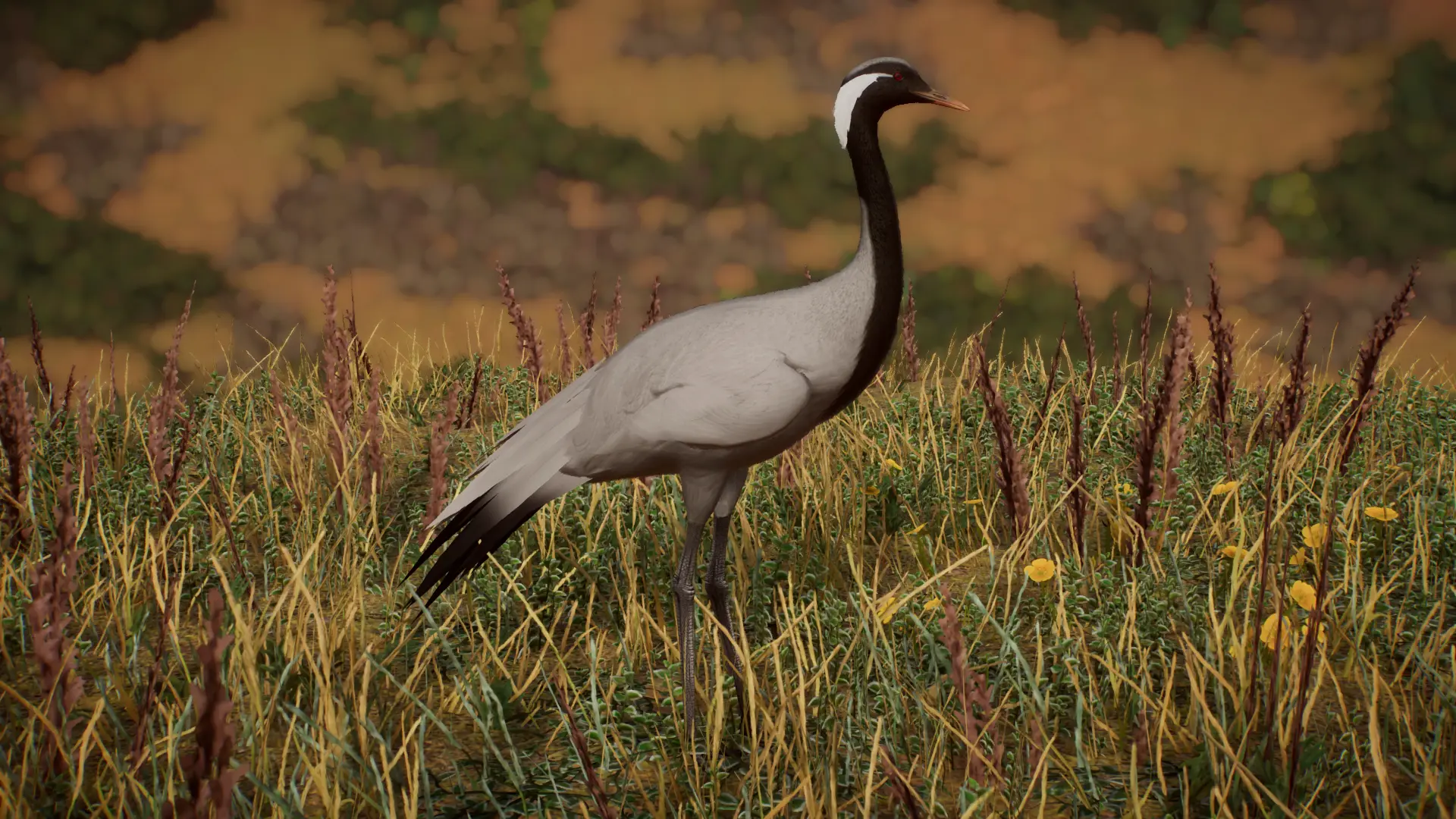 (1.16) Demoiselle Crane - New Species at Planet Zoo Nexus - Mods and ...