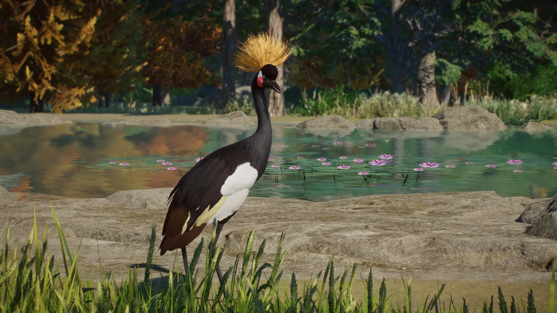 Black Crowned Crane - New Species (1.13) at Planet Zoo Nexus - Mods and ...