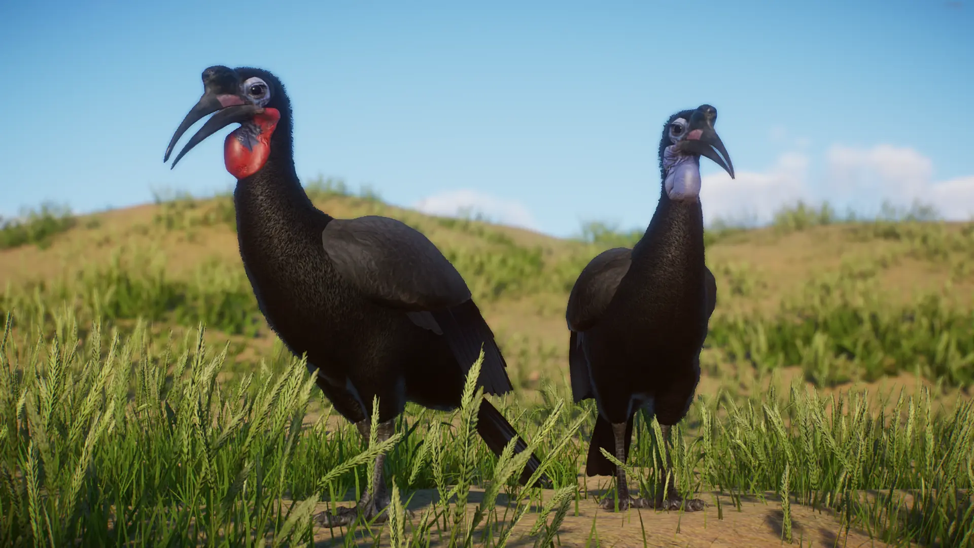 Abyssinian Ground Hornbill - New Species (1.13) at Planet Zoo Nexus ...