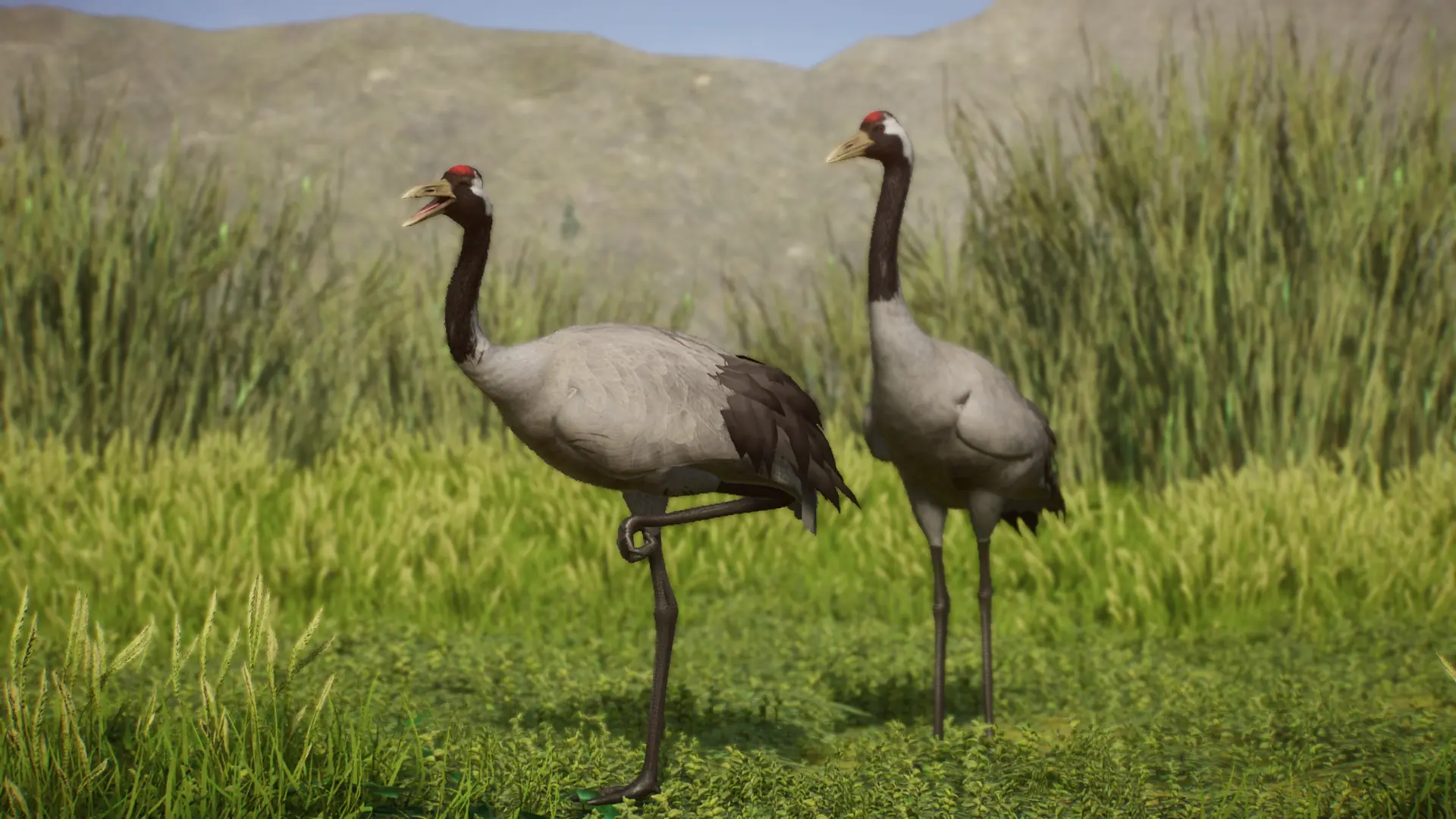 Common Crane - New Species (1.10) at Planet Zoo Nexus - Mods and community