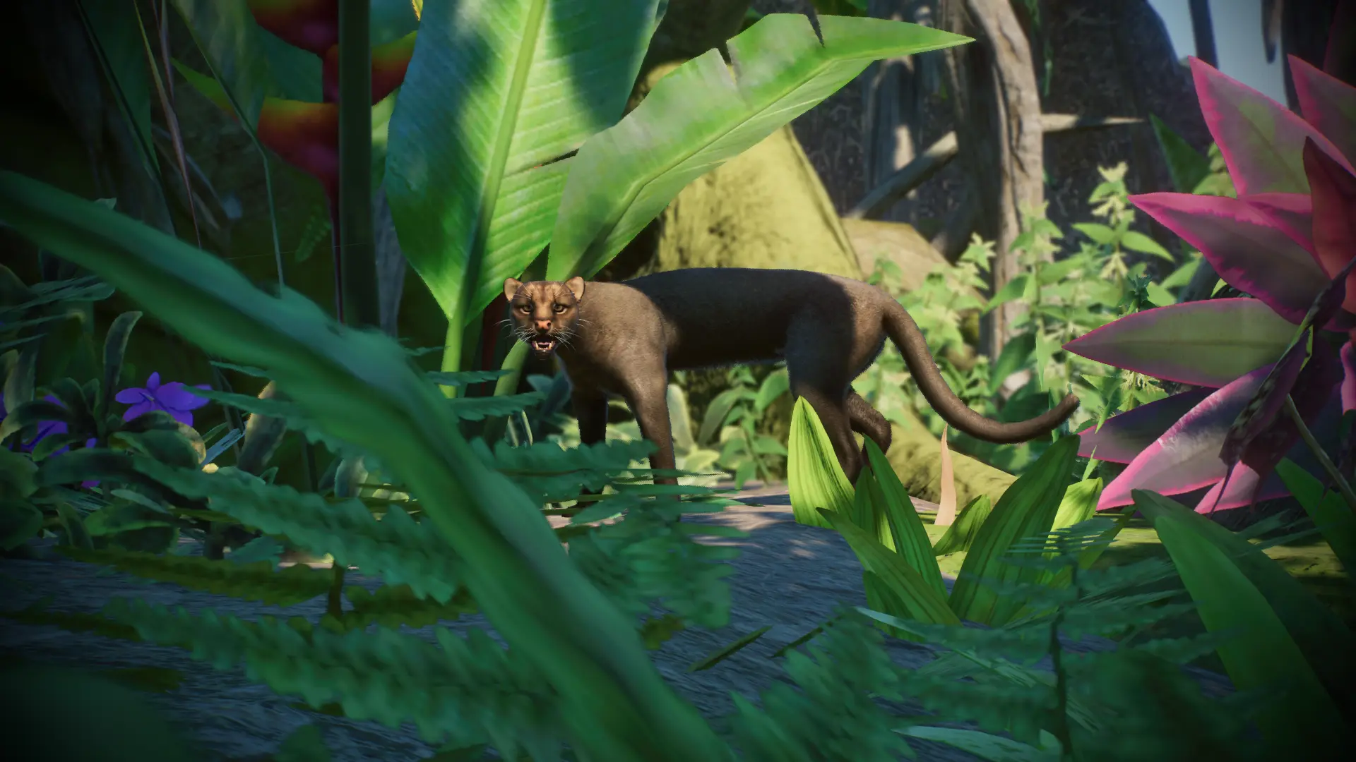 Jaguarundi - New Species (1.15) at Planet Zoo Nexus - Mods and community