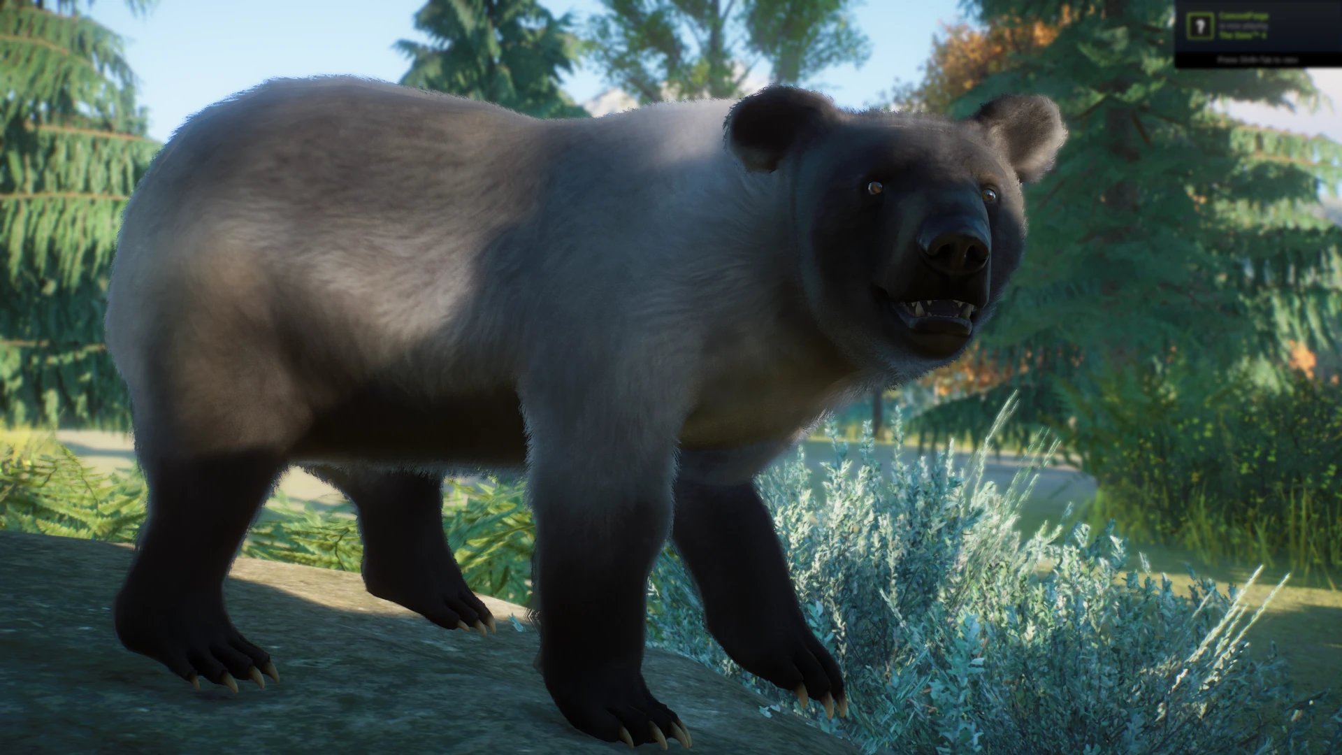 American Black Bear - New Species () at Planet Zoo Nexus - Mods and  community