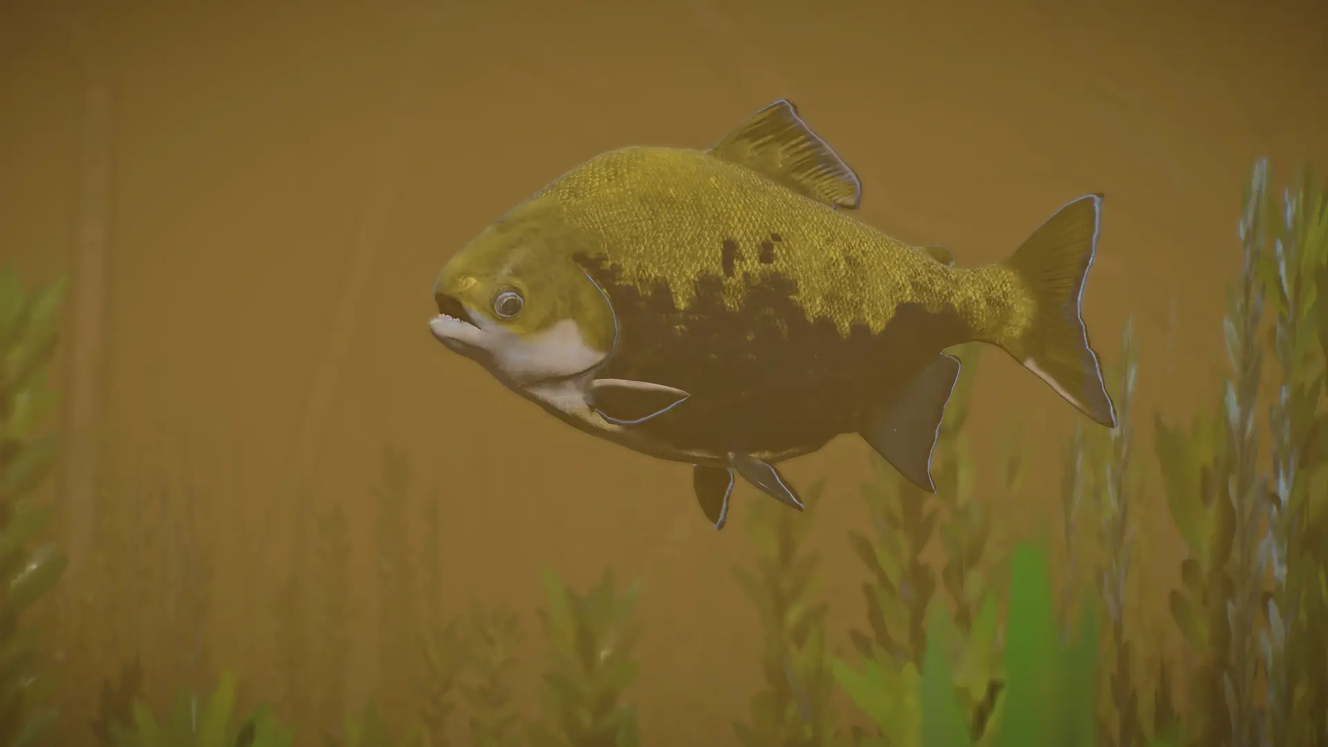 Black Pacu - New Species (1.13) at Planet Zoo Nexus - Mods and community