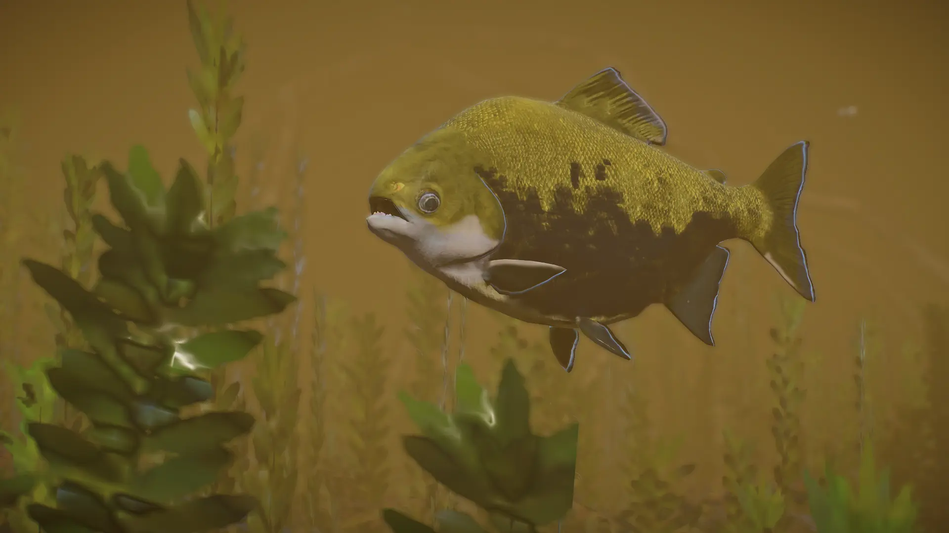 Black Pacu - New Species (1.13) at Planet Zoo Nexus - Mods and community