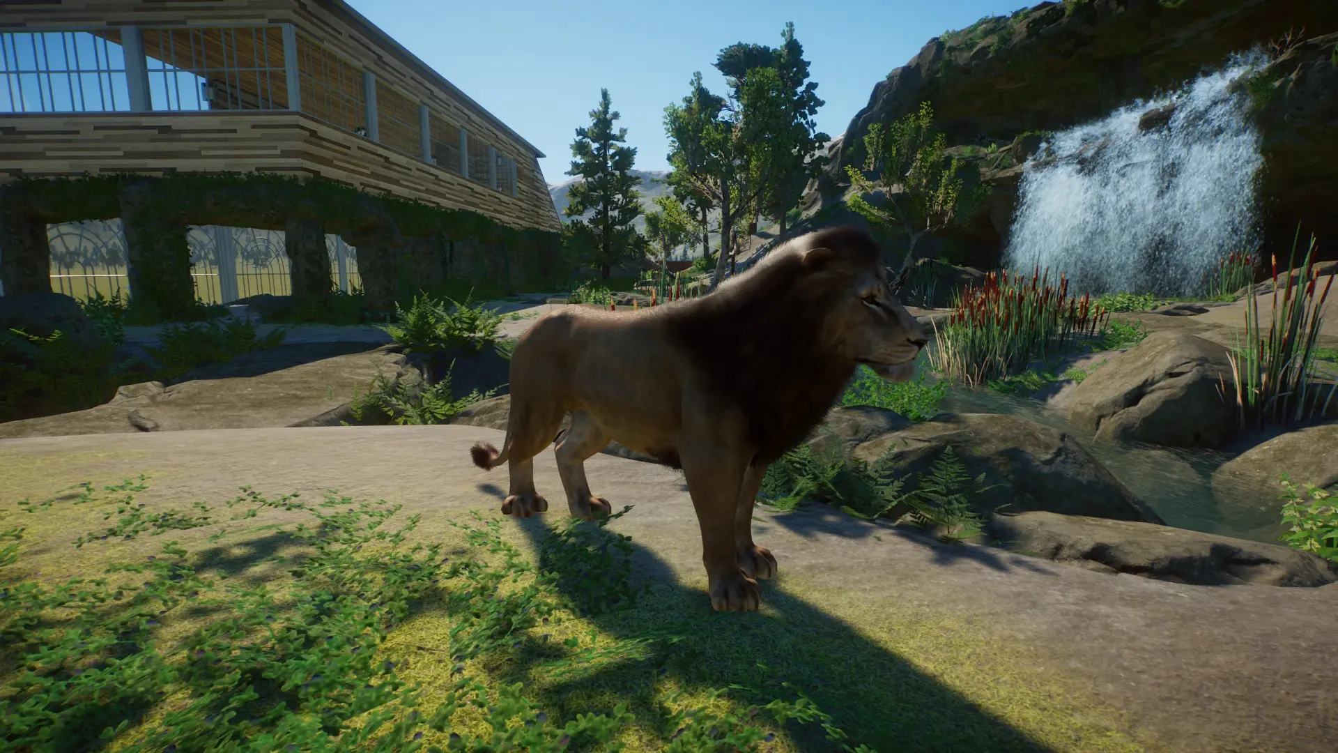 American Lion at Planet Zoo Nexus - Mods and community