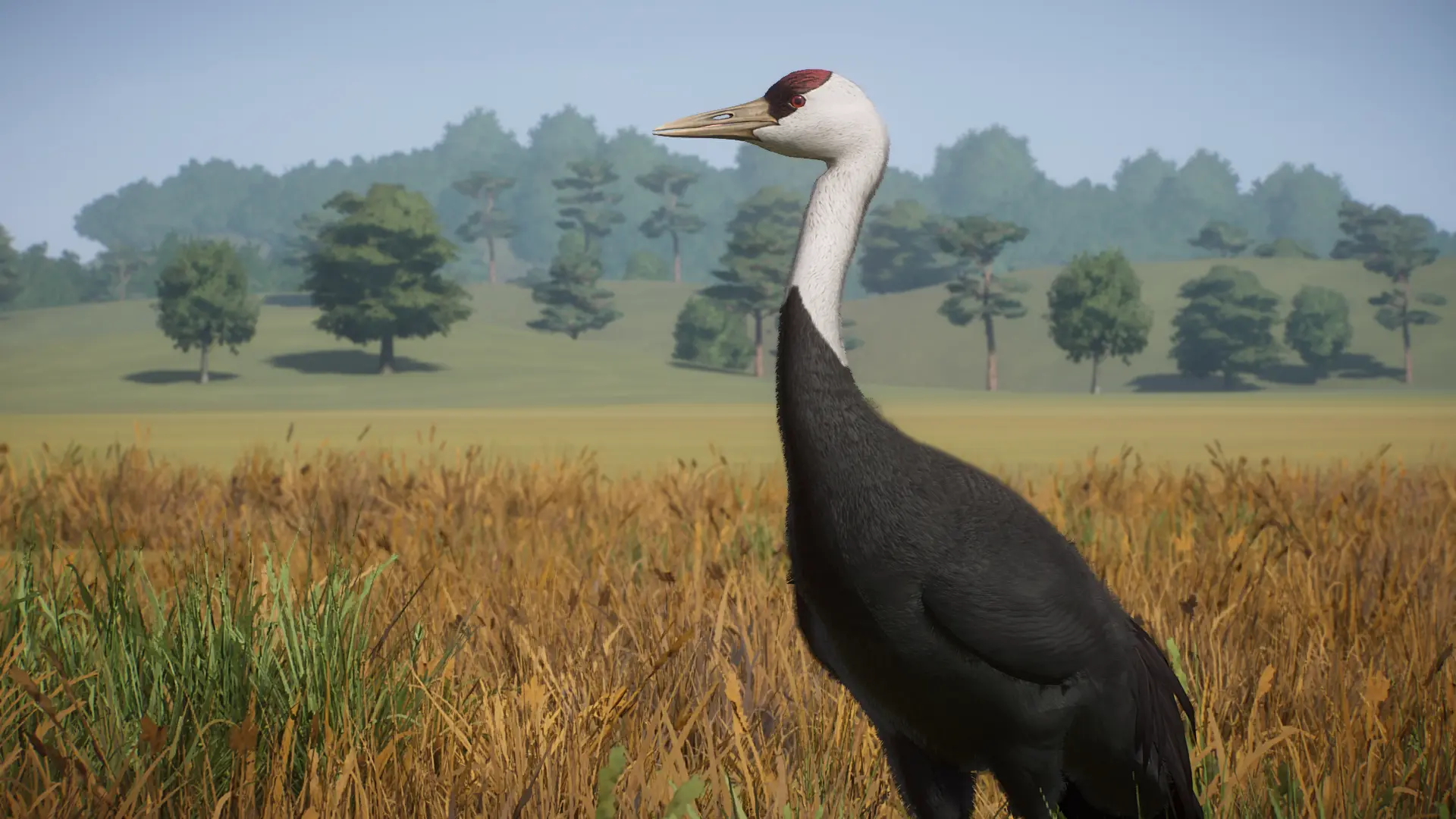 Hooded Crane - New Species (1.16) at Planet Zoo Nexus - Mods and community