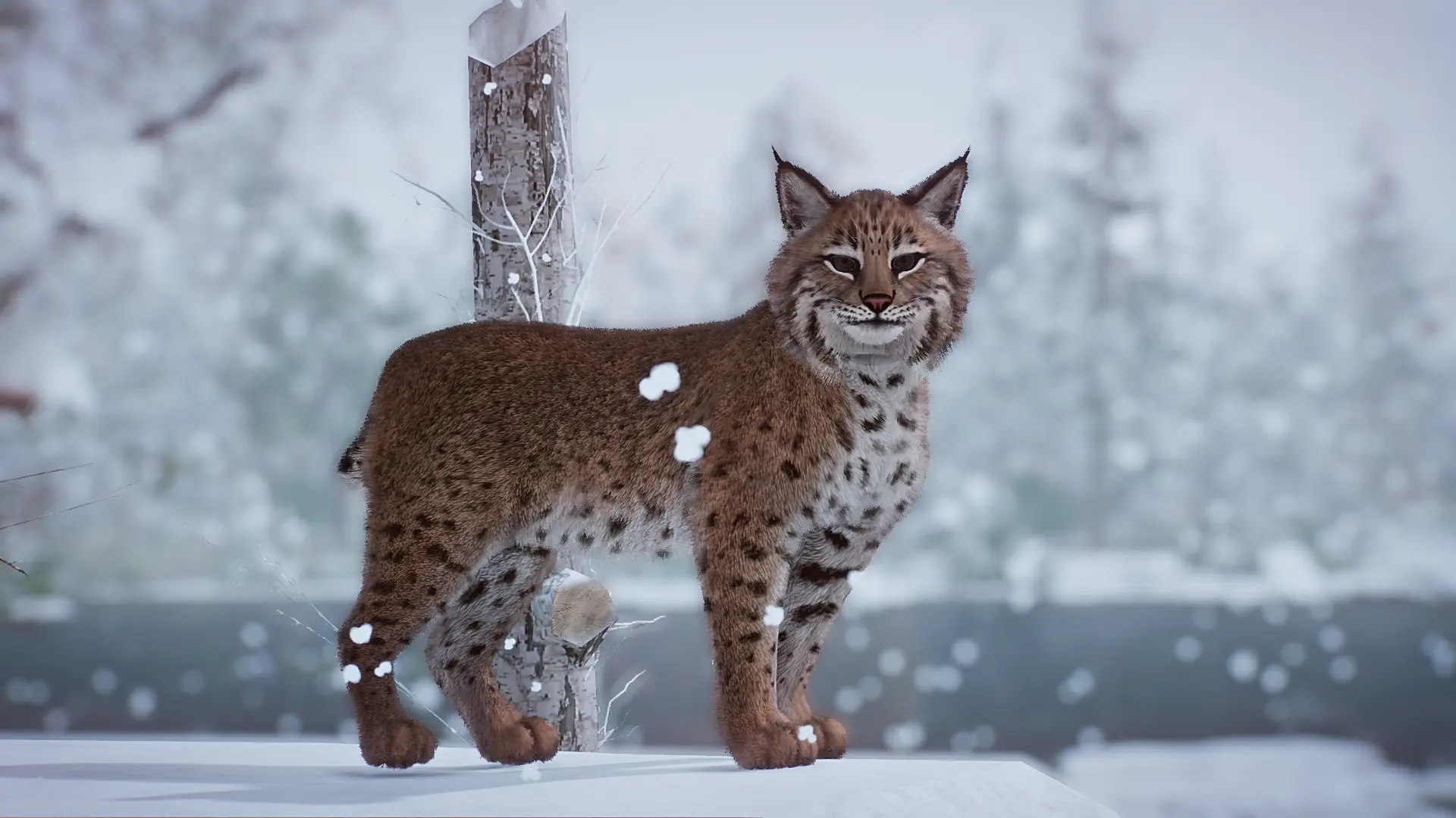 Bobcat - New Species (1.16) at Planet Zoo Nexus - Mods and community