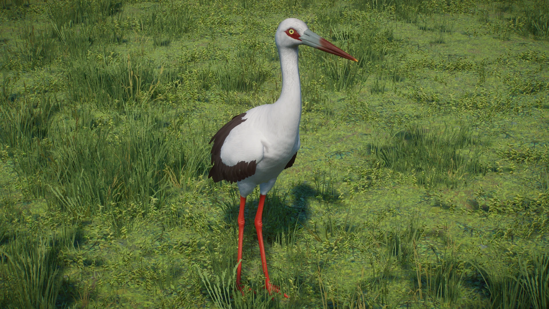 Maguari Stork - New Species (1.16) at Planet Zoo Nexus - Mods and community