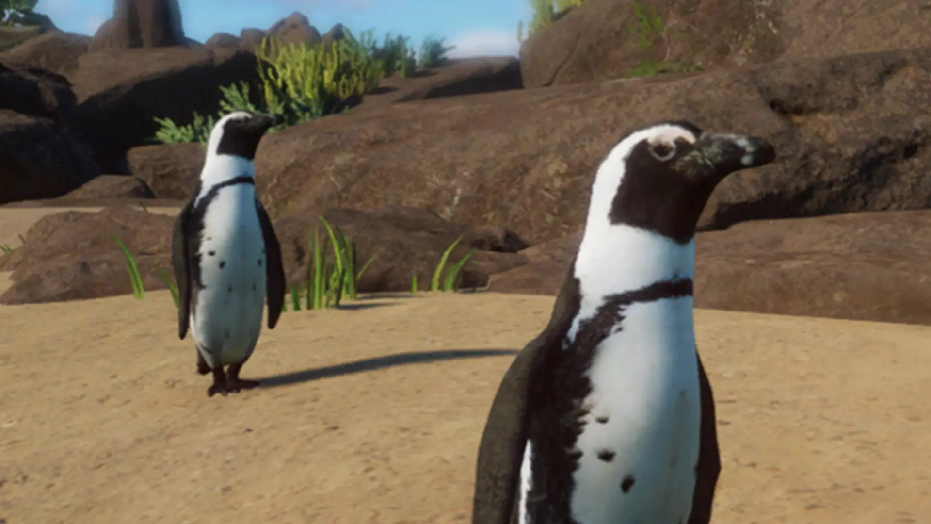 African Penguin - New Species (Discontinued) at Planet Zoo Nexus - Mods ...