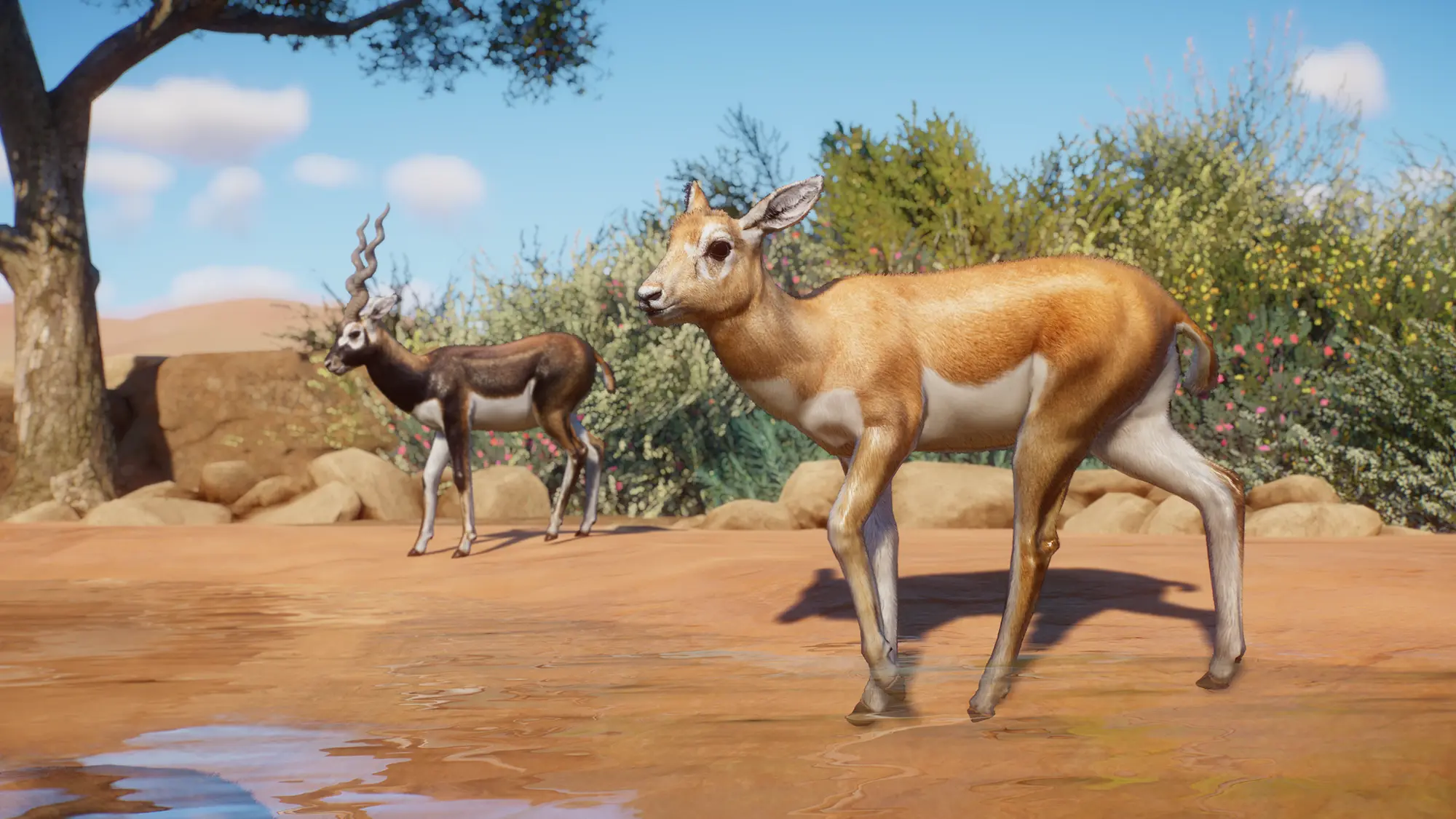 Blackbuck - New Species (1.14) at Planet Zoo Nexus - Mods and community