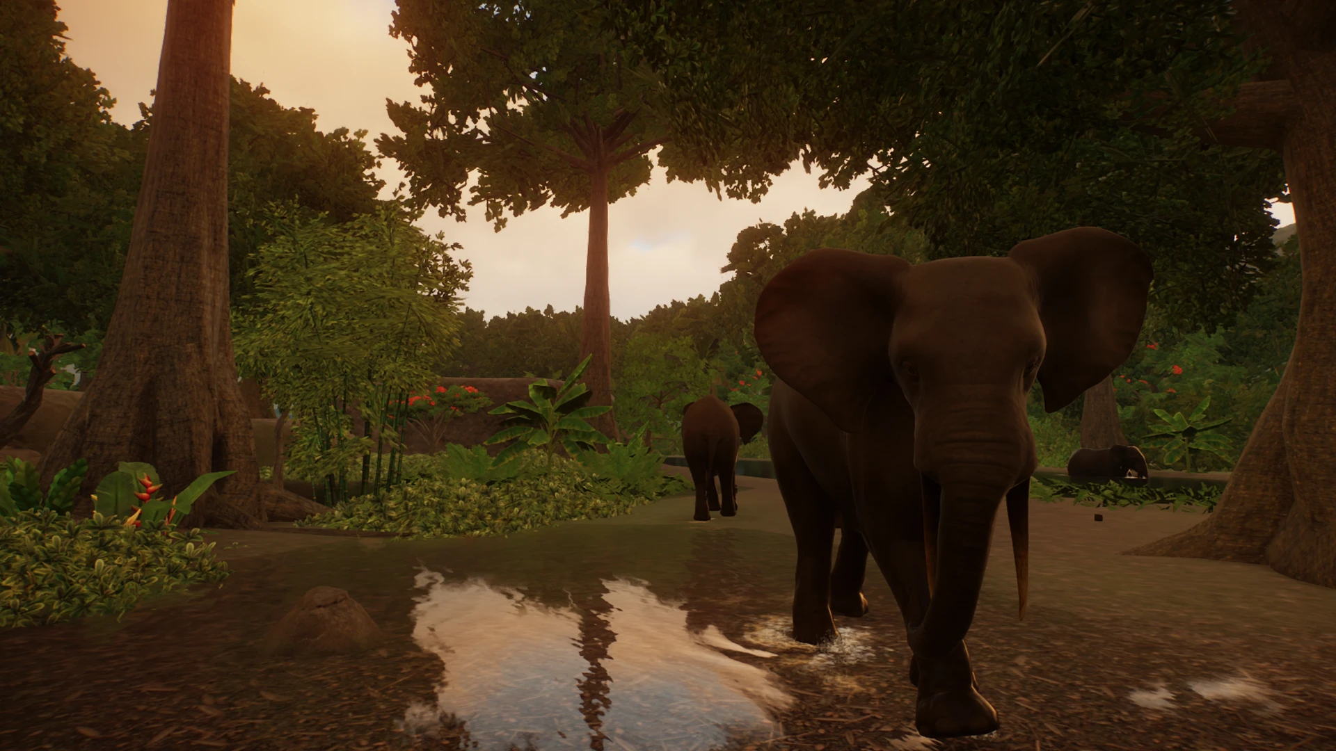 African Forest Elephant (Updated for 1.4) at Planet Zoo Nexus - Mods