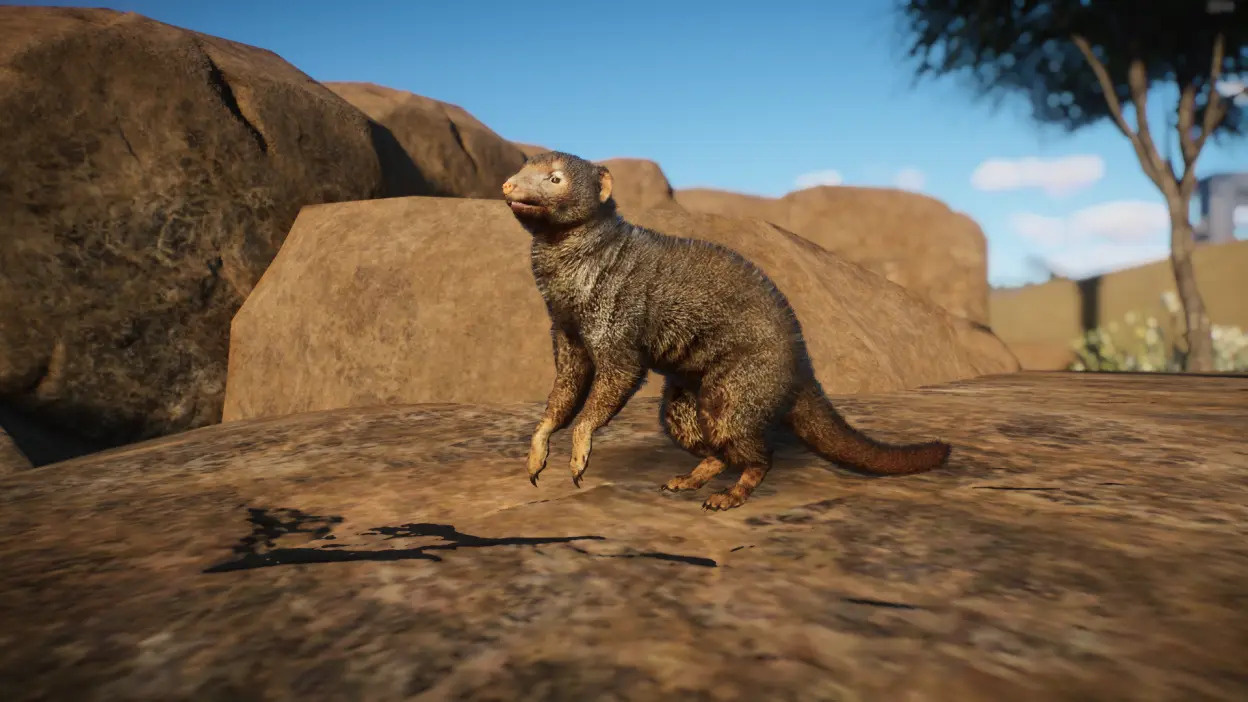 (1.11) Dwarf Mongoose By Megagamingrex - New Species At Planet Zoo 