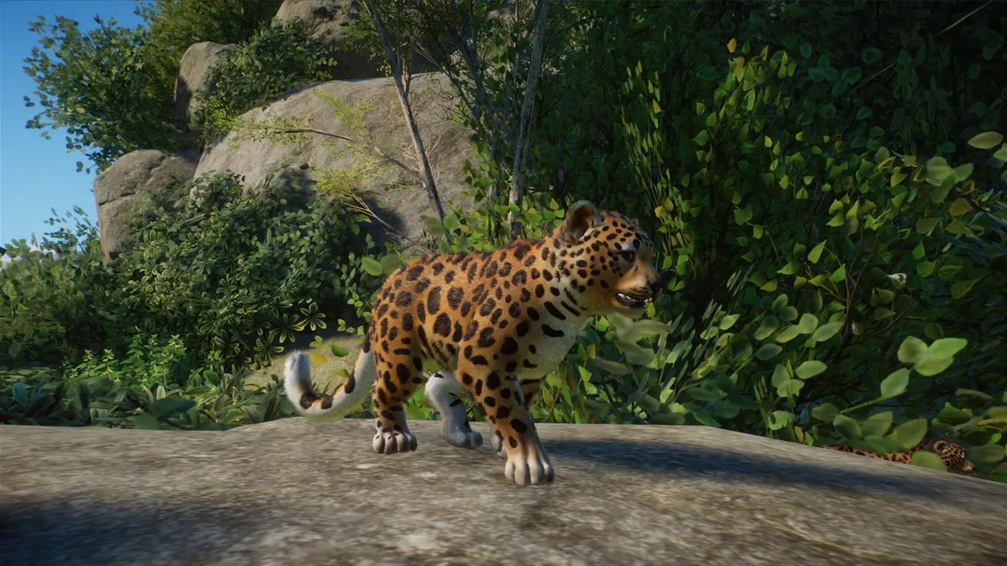 amur-leopard-at-planet-zoo-nexus-mods-and-community