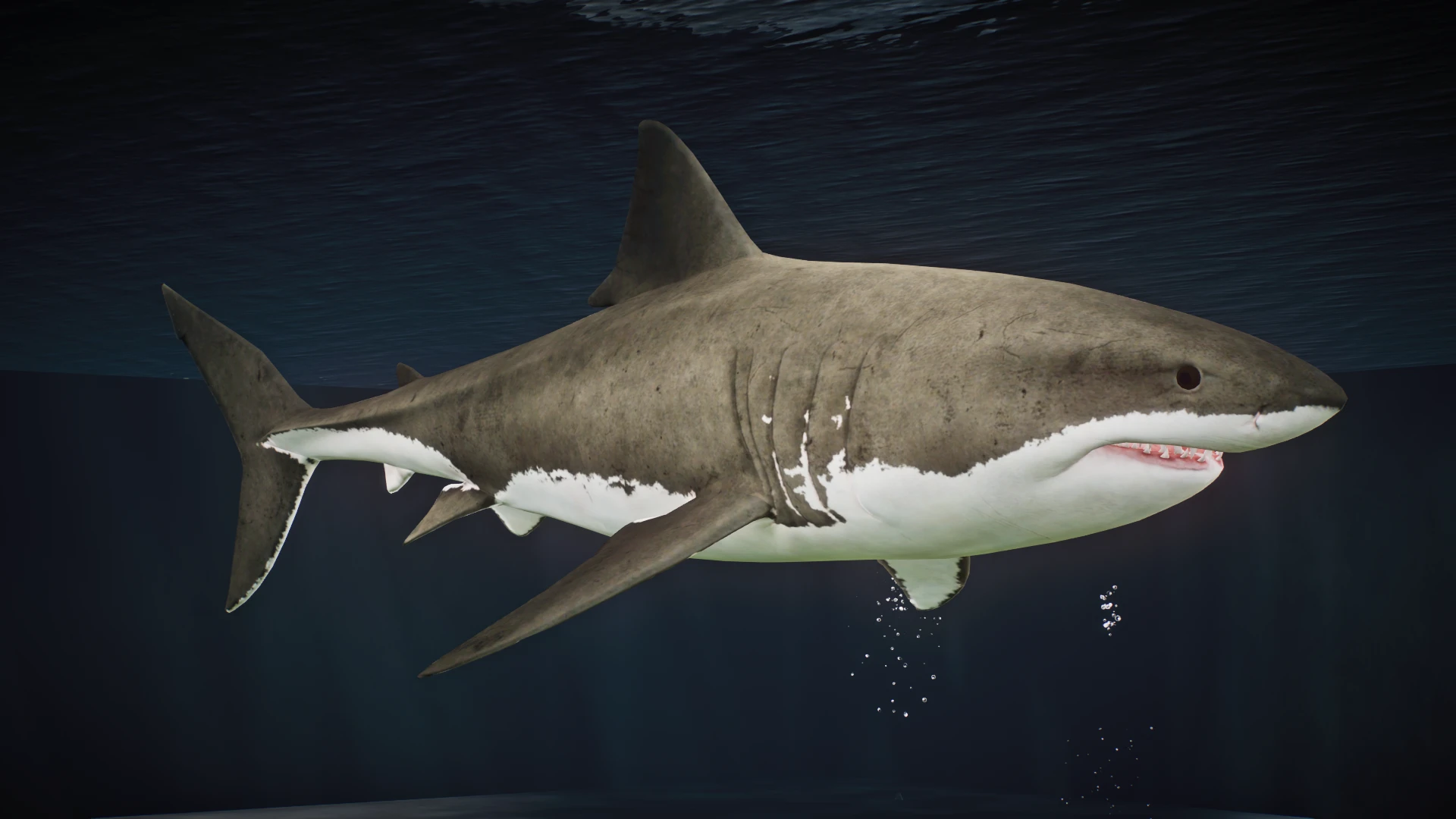 (1.8) Great White Shark - New Species at Planet Zoo Nexus - Mods and ...