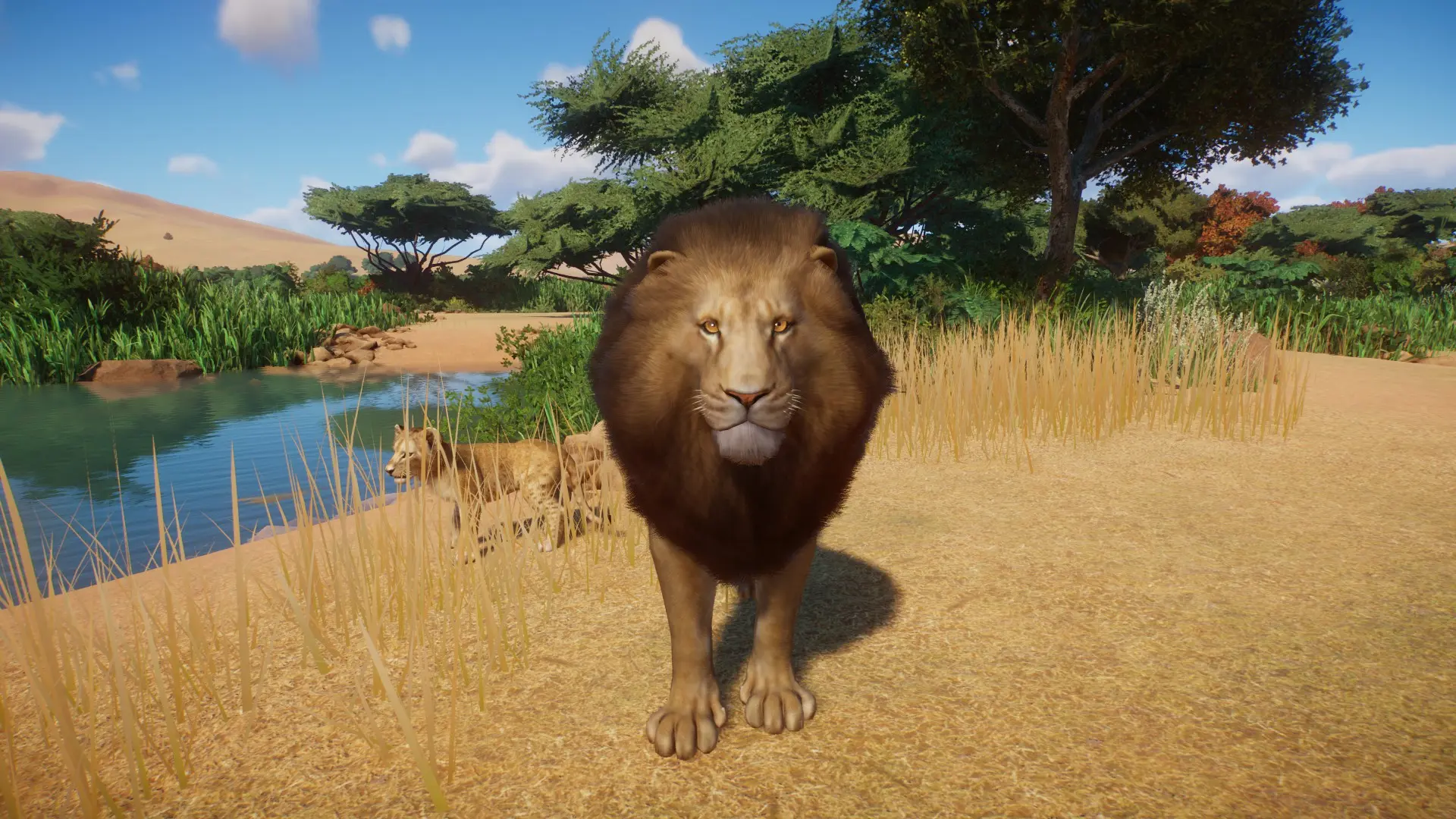 Lion Remaster (UPDATE 1.5) at Planet Zoo Nexus - Mods and community