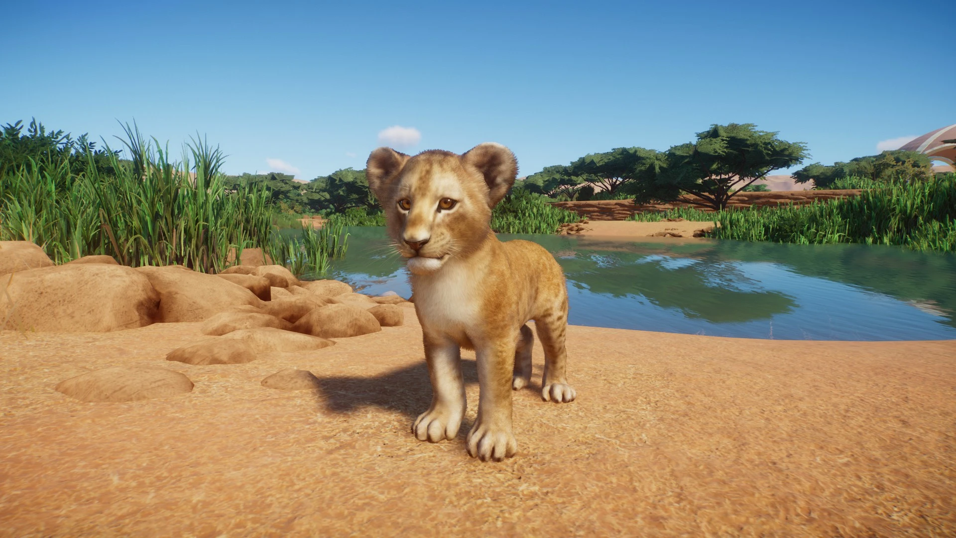 Lion Remaster (UPDATE 1.5) at Planet Zoo Nexus - Mods and community