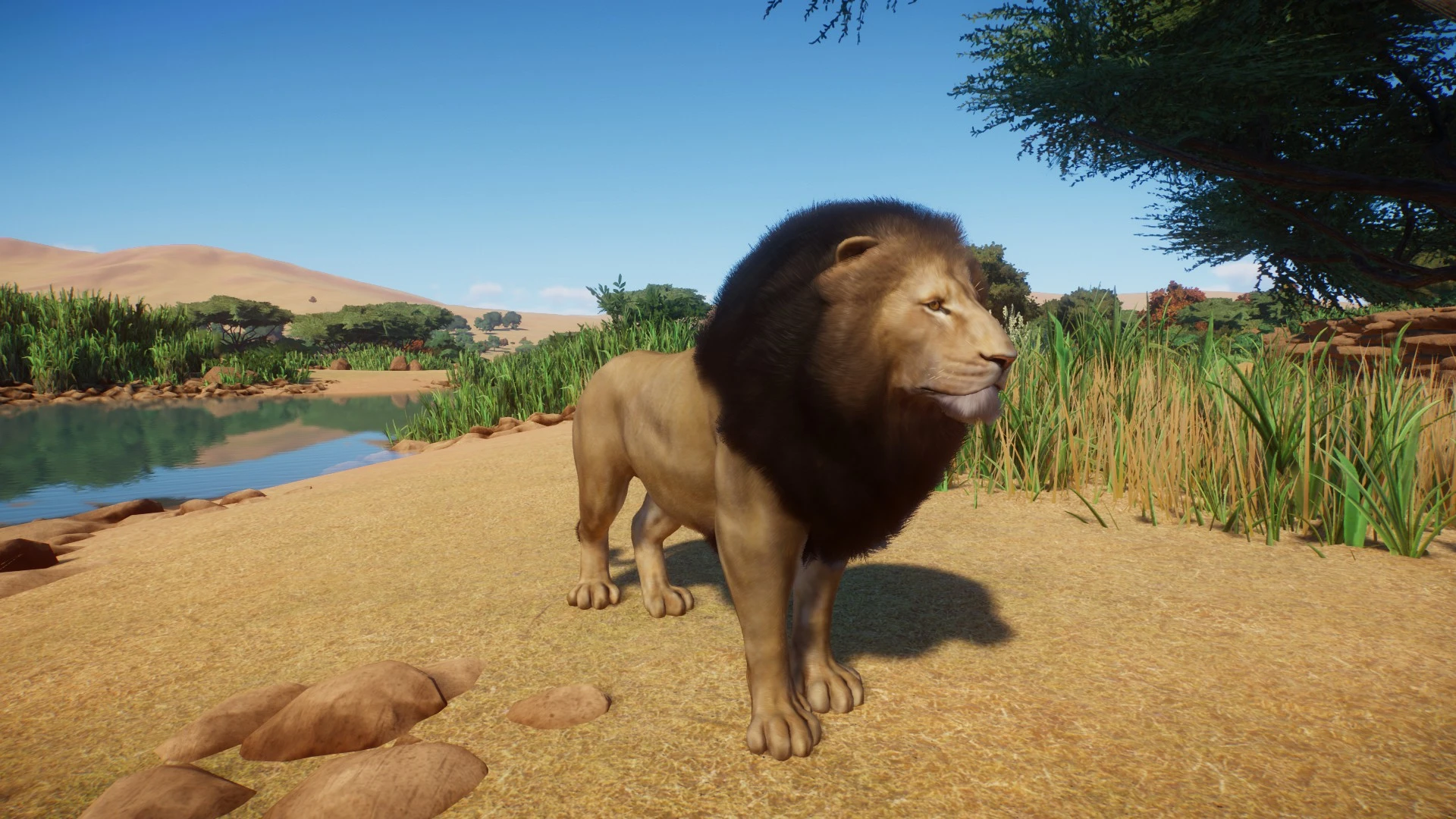 Lion Remaster (UPDATE 1.5) at Planet Zoo Nexus - Mods and community