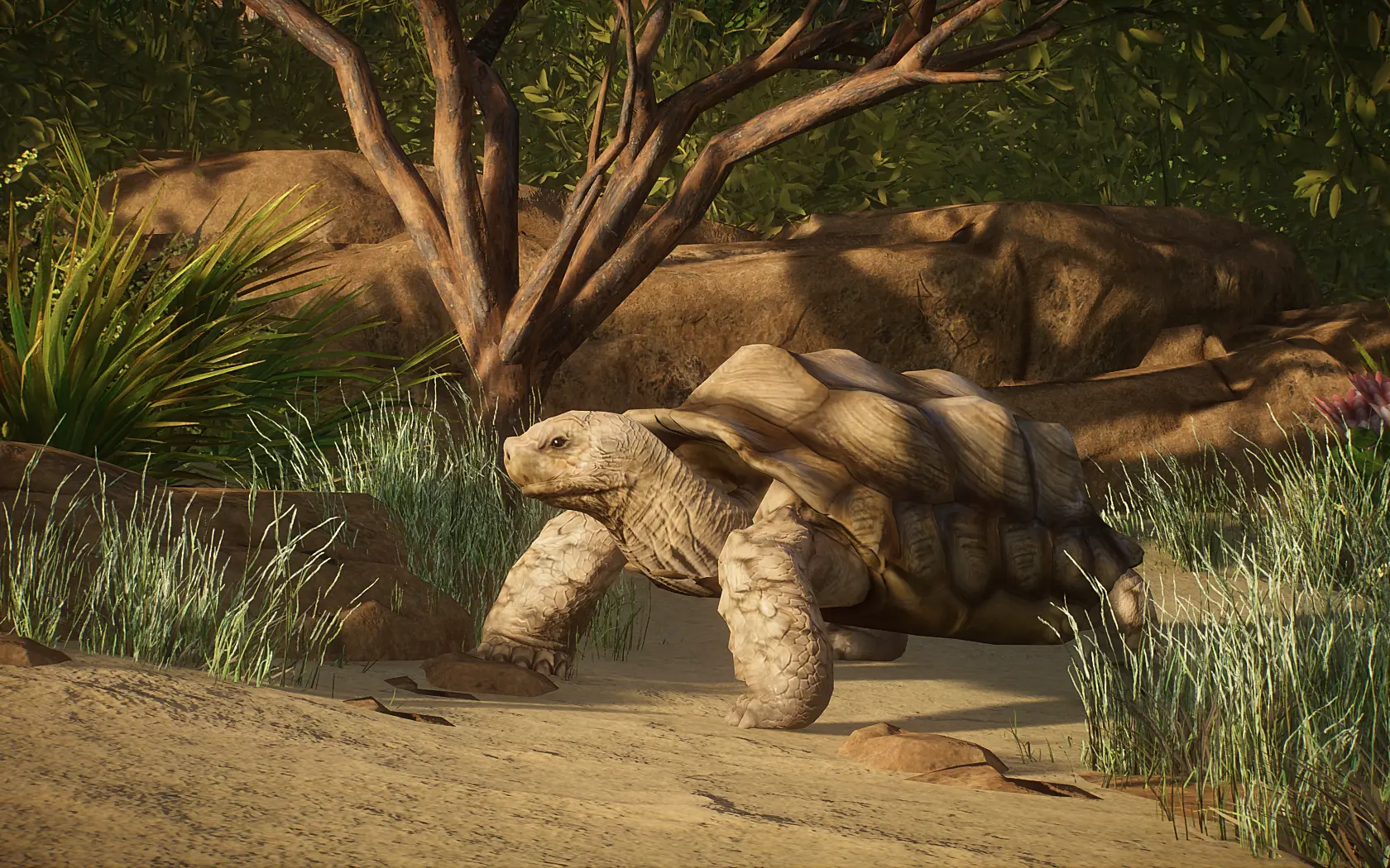 African Spurred Tortoise - New Species (1.13) at Planet Zoo Nexus ...