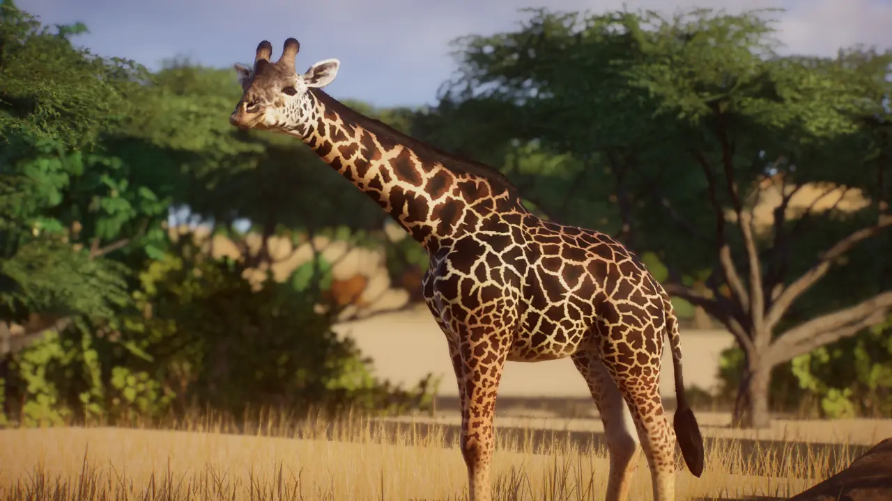 Masai Giraffe - New Species (1.16) at Planet Zoo Nexus - Mods and community