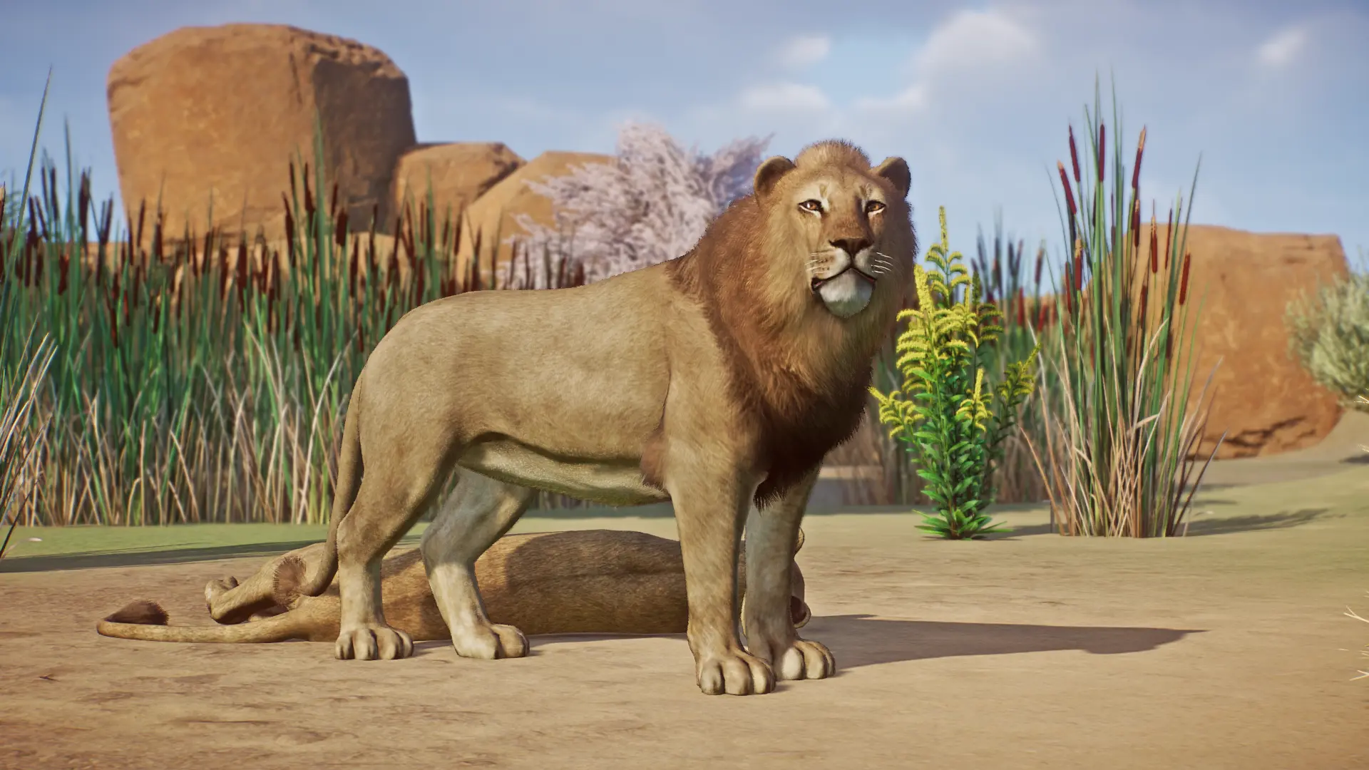 Asiatic Lion - New Species (1.15) at Planet Zoo Nexus - Mods and community