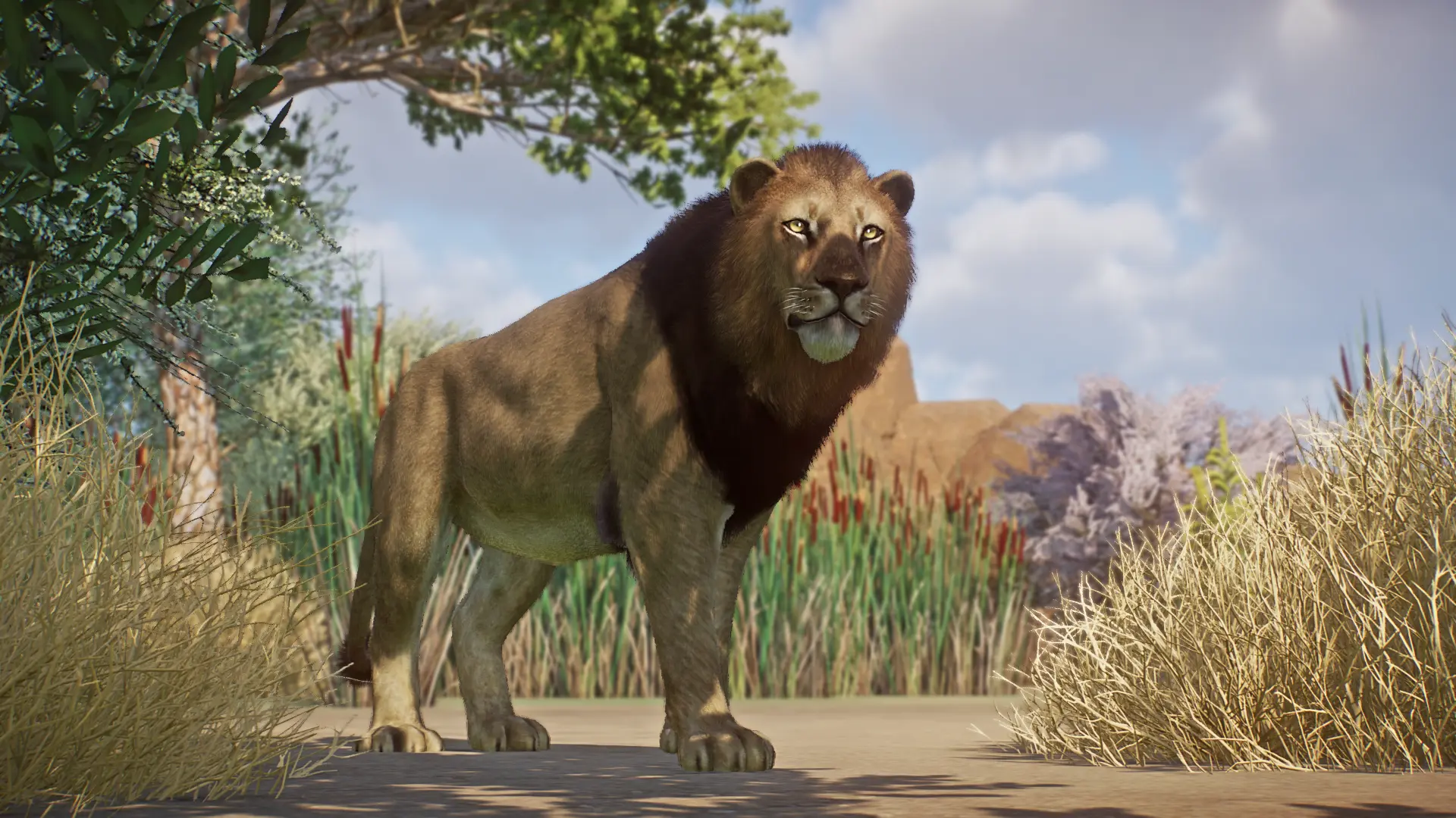 Asiatic Lion - New Species (1.15) at Planet Zoo Nexus - Mods and community