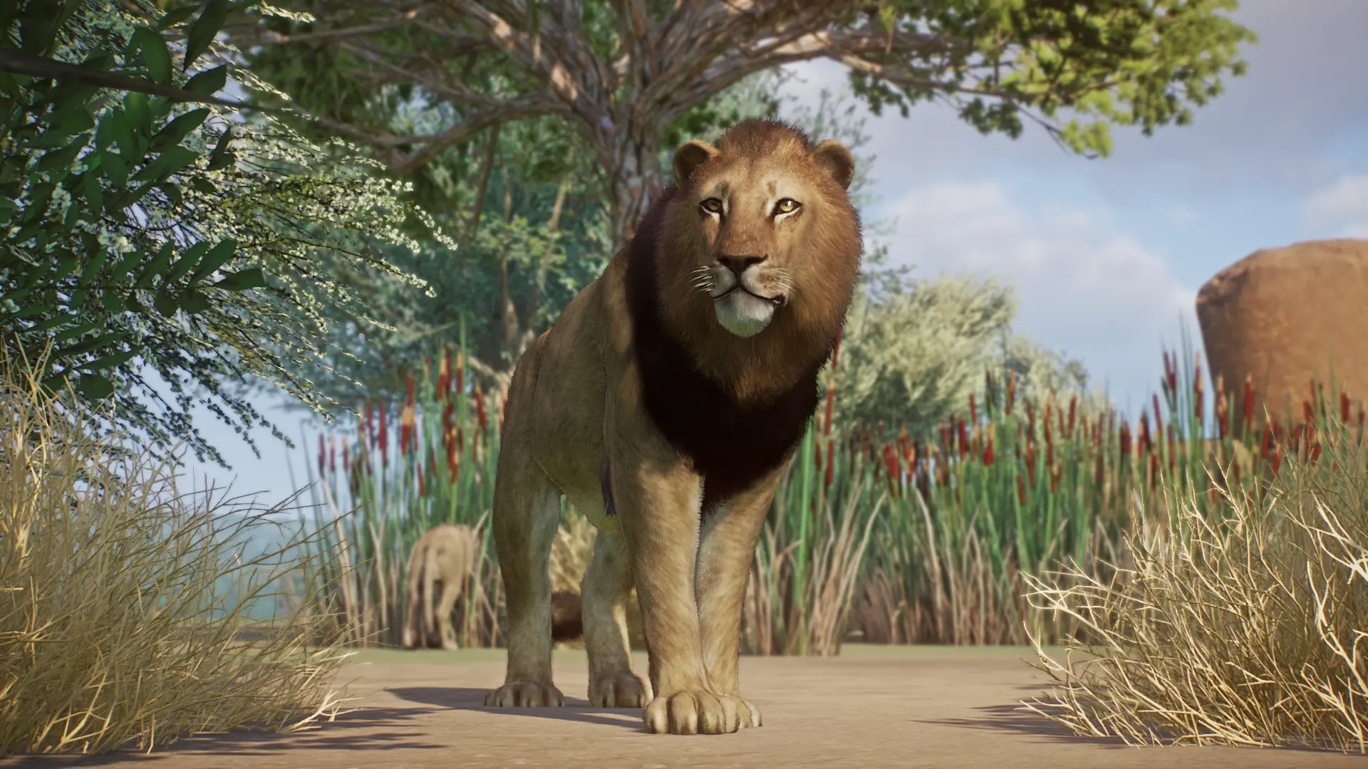 Asiatic Lion - New Species (1.15) at Planet Zoo Nexus - Mods and community