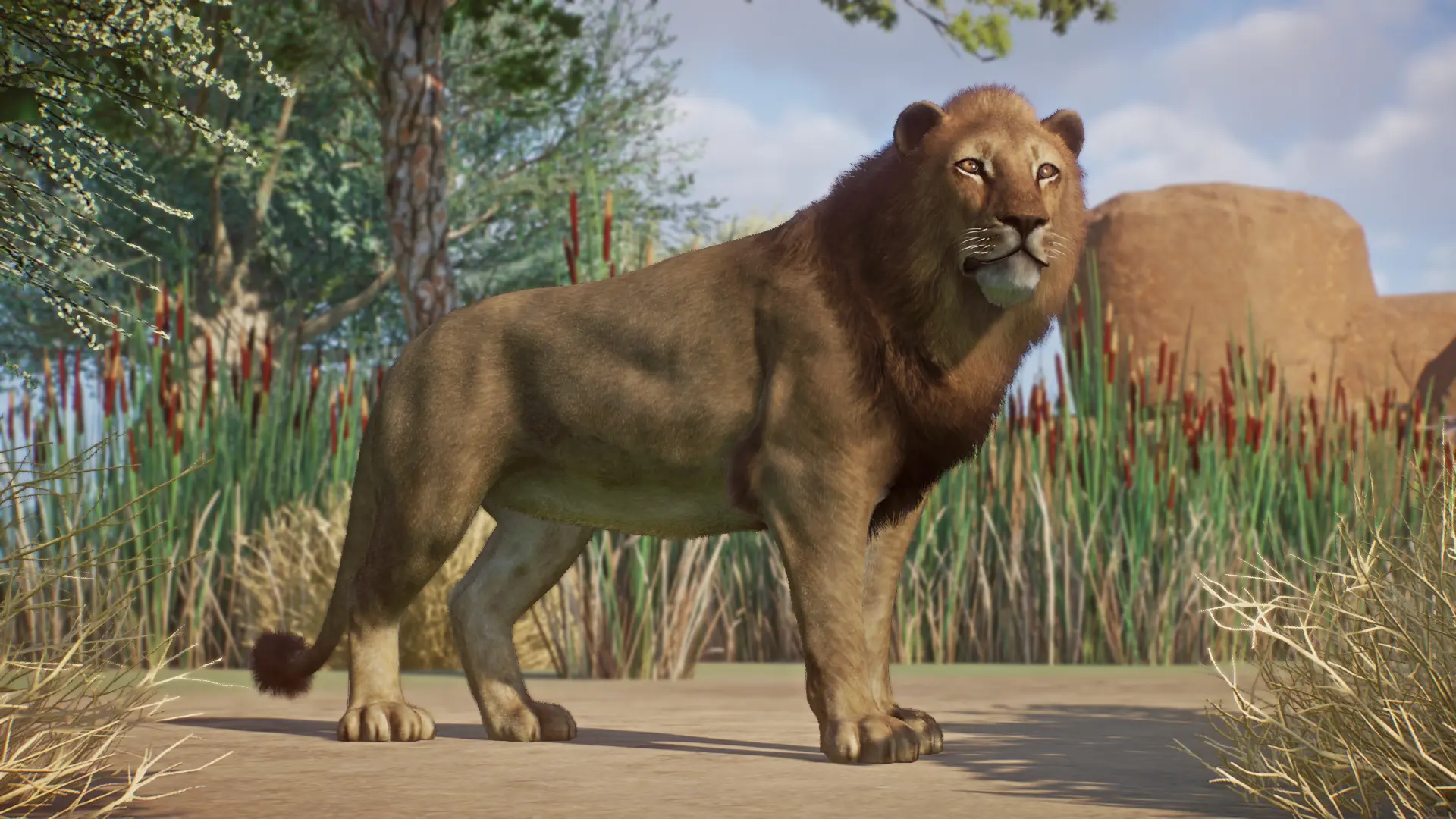 Asiatic Lion - New Species (1.15) at Planet Zoo Nexus - Mods and community