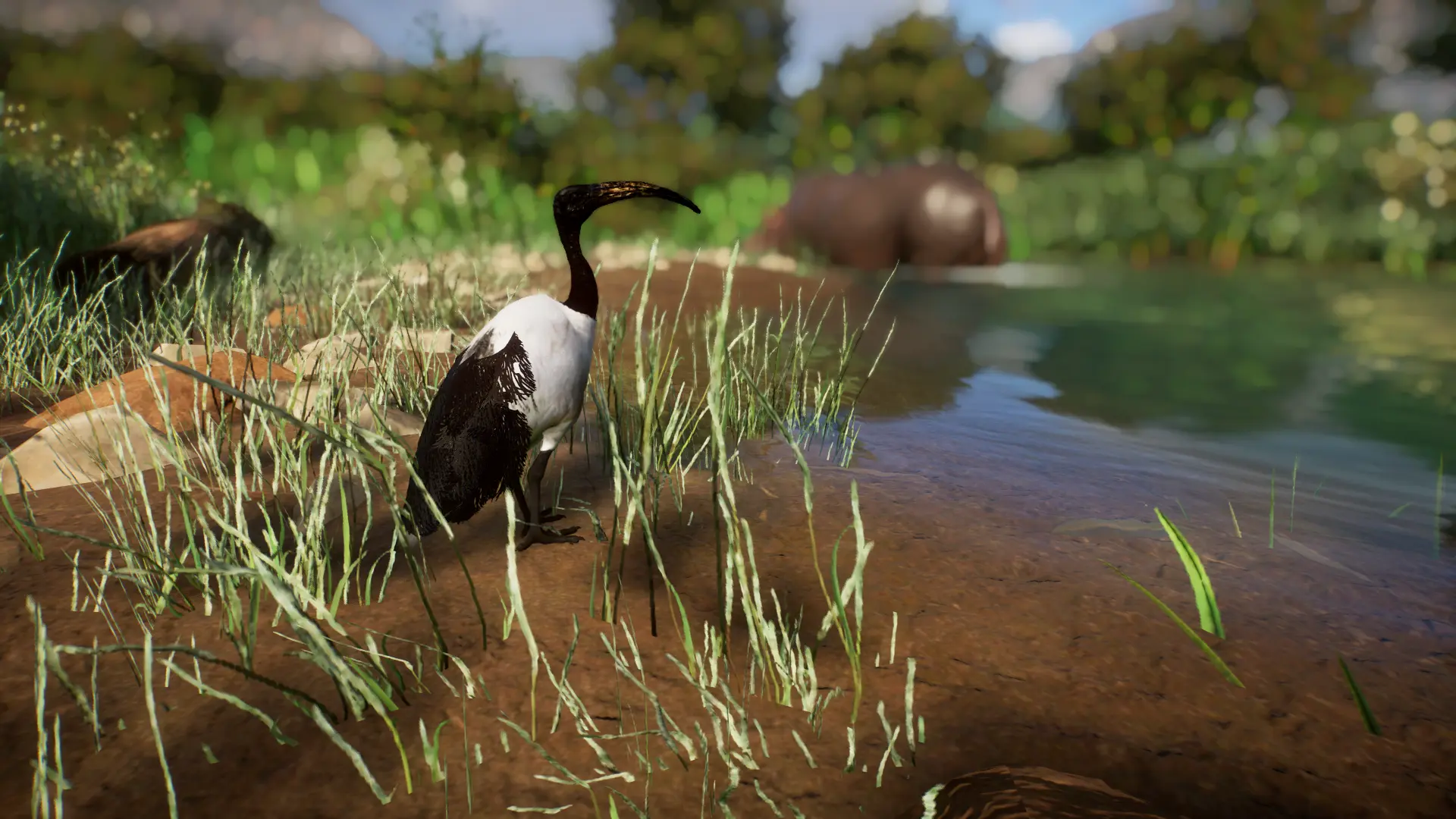 (1.15) African Sacred Ibis - New Species at Planet Zoo Nexus - Mods and ...