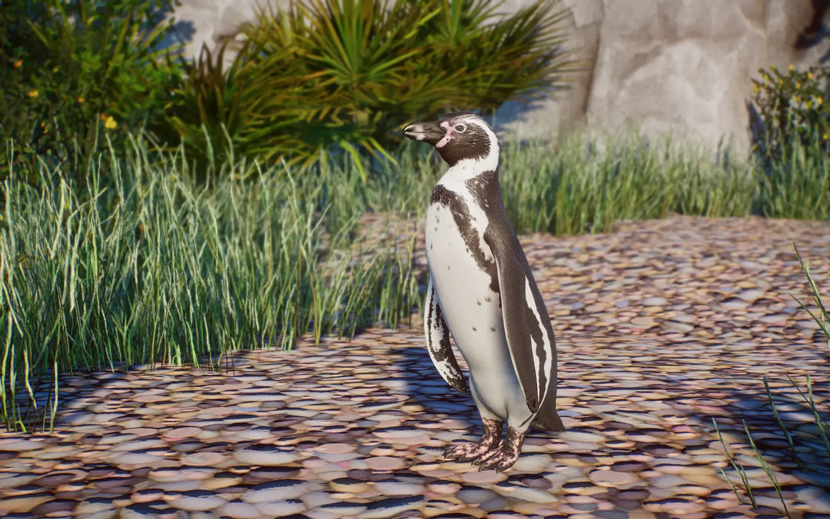 Humboldt Penguin - New Species (1.14) at Planet Zoo Nexus - Mods and ...