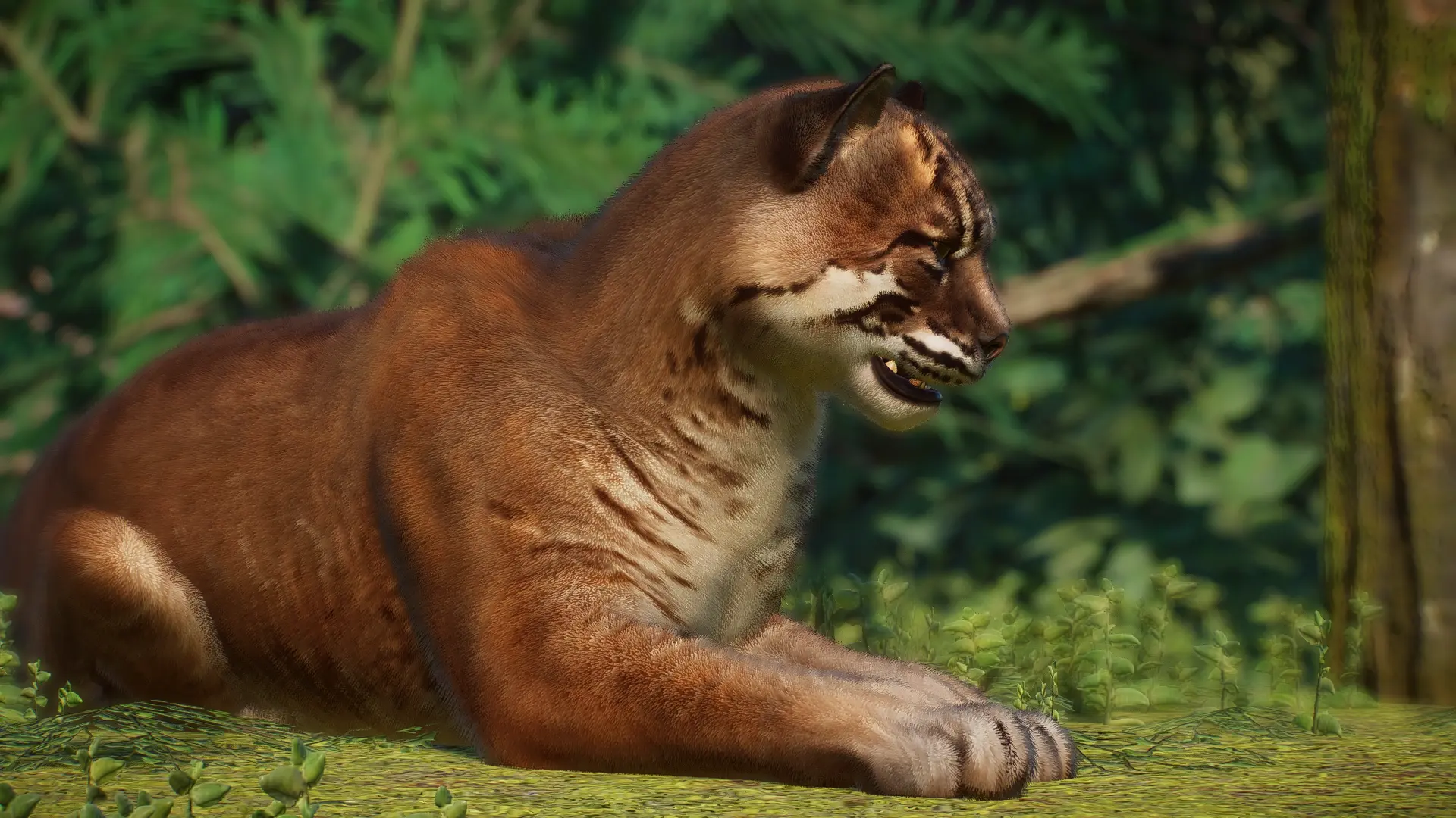 Asian Golden Cat - New Species (1.16) at Planet Zoo Nexus - Mods and ...