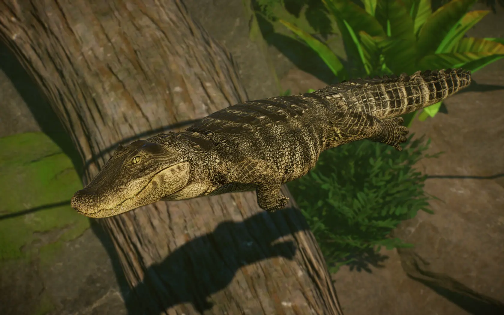 Broad-Snouted Caiman - New Species (1.14) at Planet Zoo Nexus - Mods ...