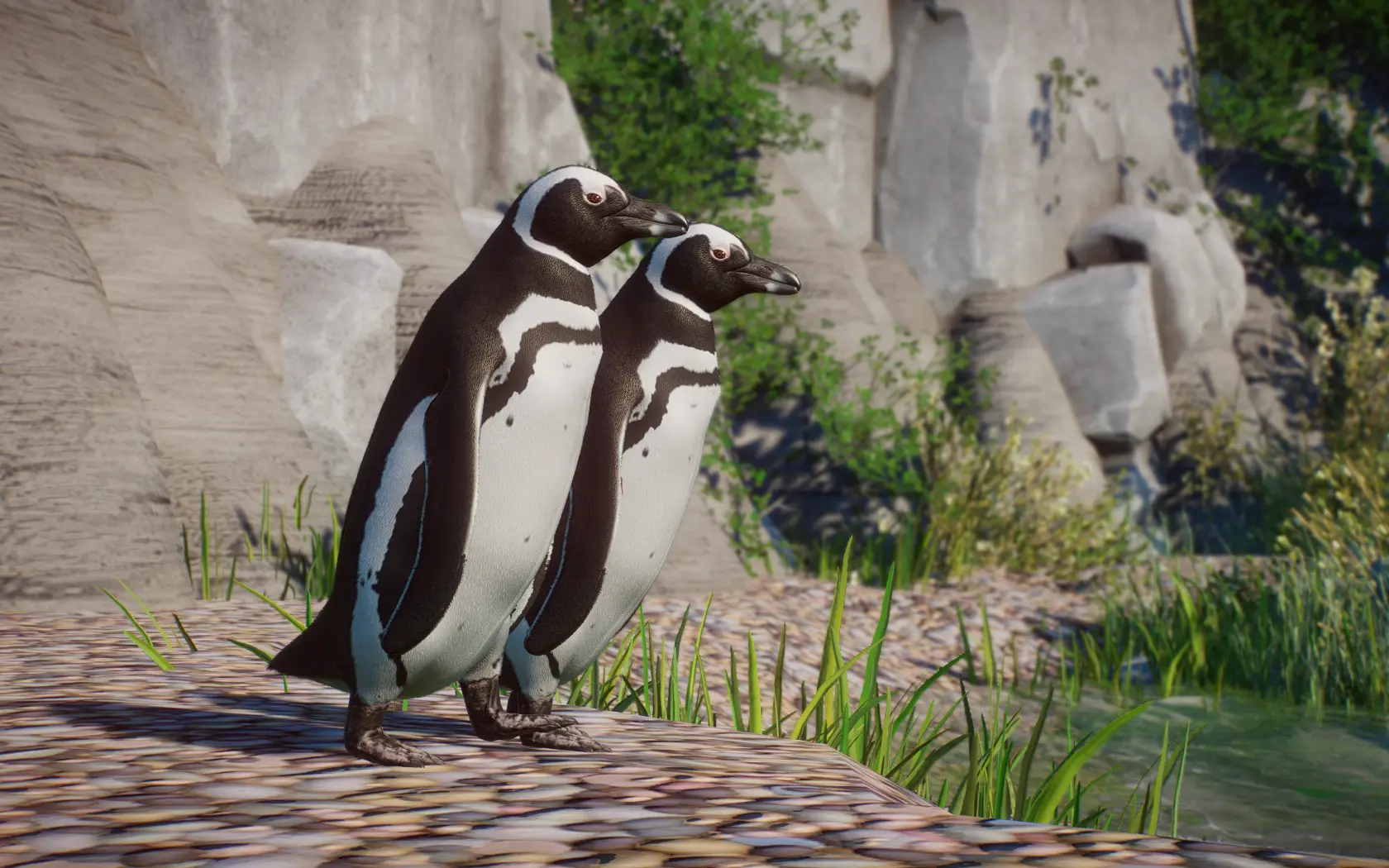 Magellanic Penguin - New Species (1.14) at Planet Zoo Nexus - Mods and ...