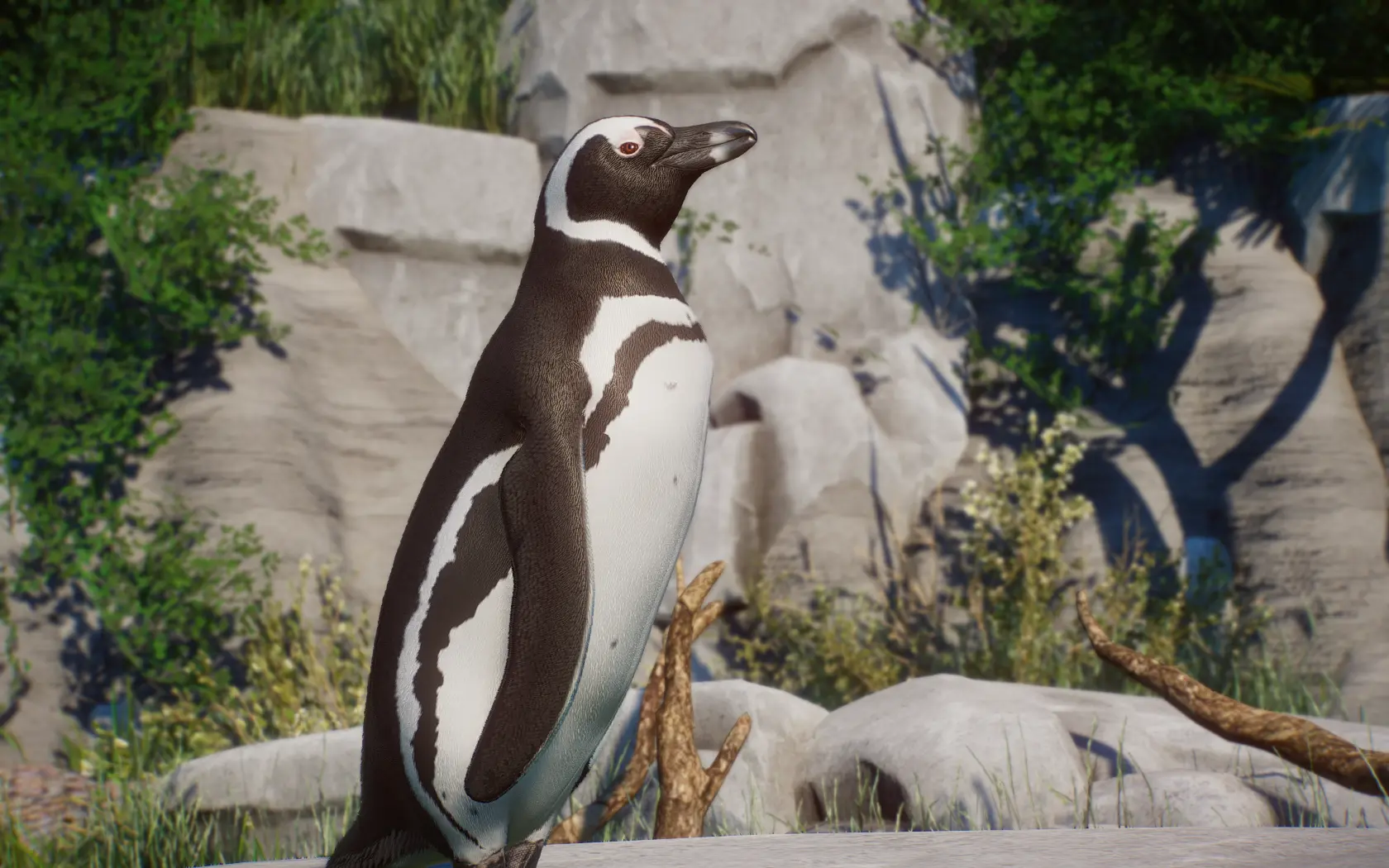 Magellanic Penguin - New Species (1.14) at Planet Zoo Nexus - Mods and ...