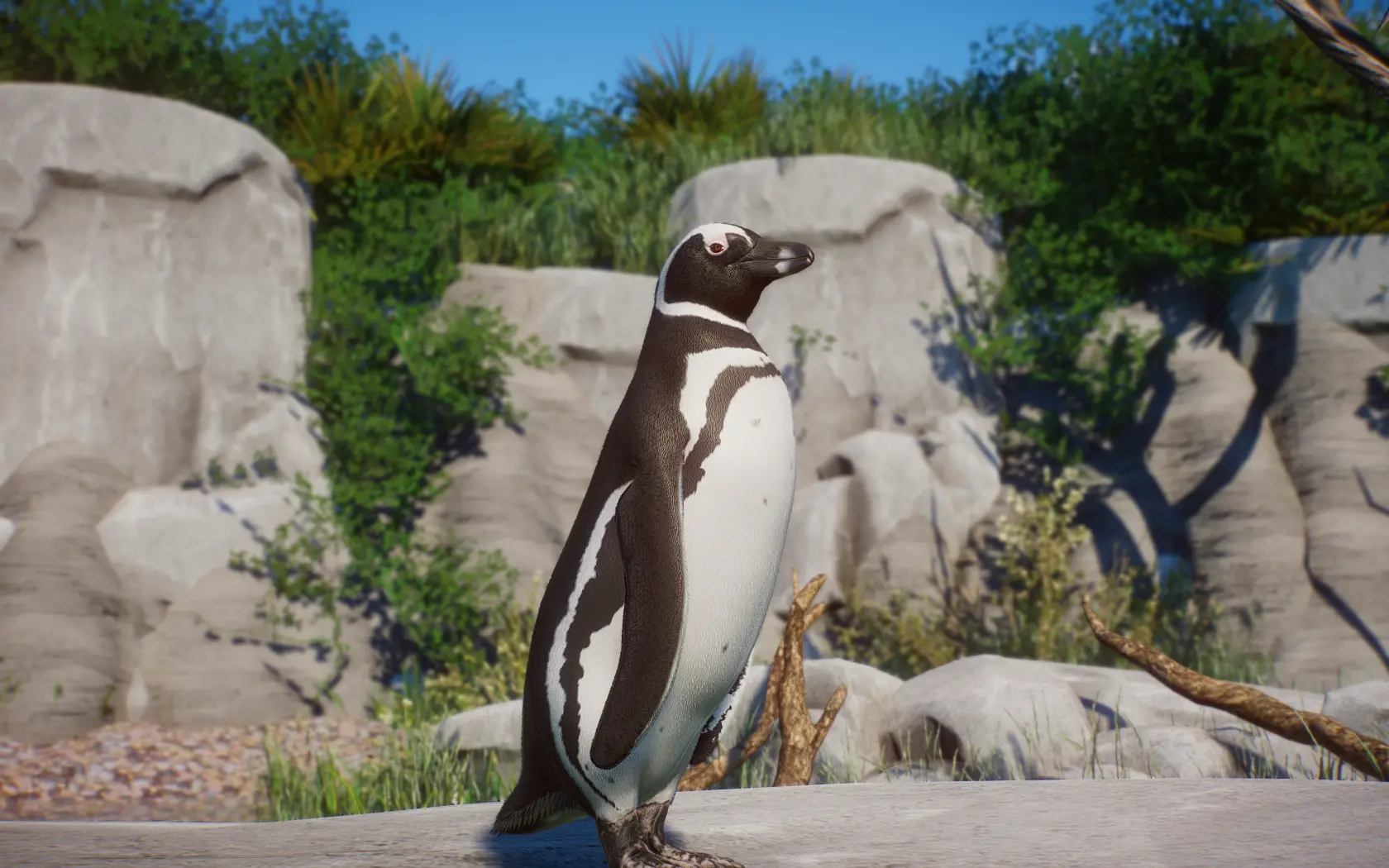 Magellanic Penguin - New Species (1.14) at Planet Zoo Nexus - Mods and ...