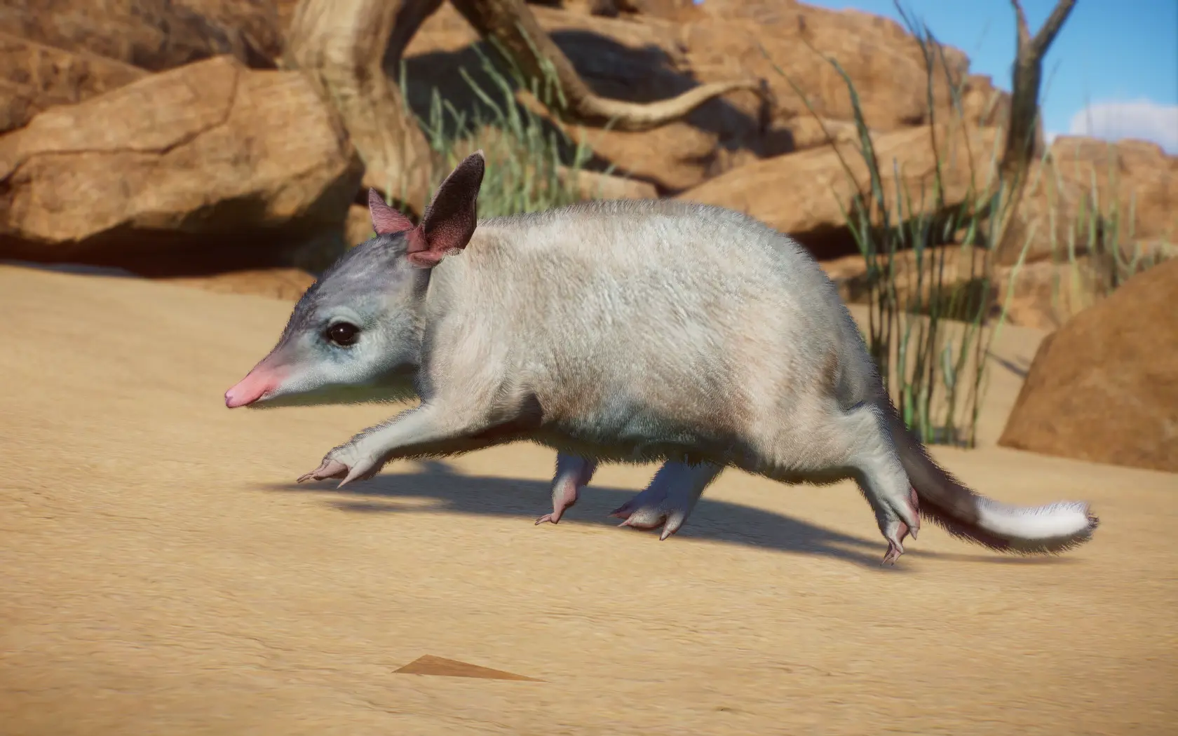 Greater Bilby - New Species (1.13) at Planet Zoo Nexus - Mods and community