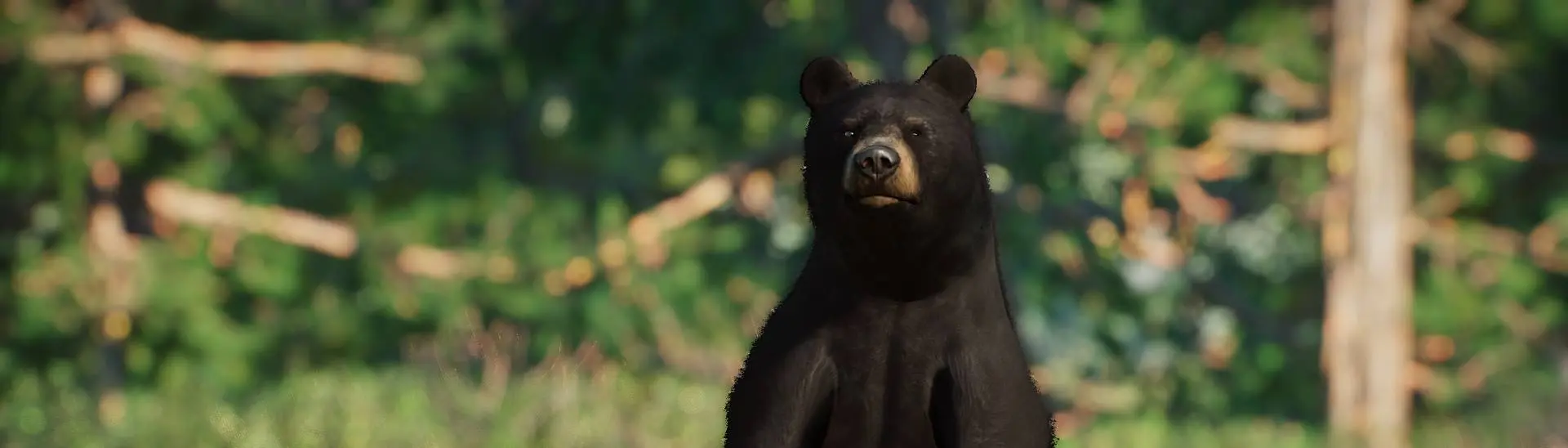 American Black Bear - New Species (1.16) at Planet Zoo Nexus - Mods and  community