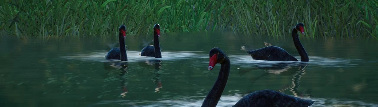 Black Swan - New Species (1.15) at Planet Zoo Nexus - Mods and community