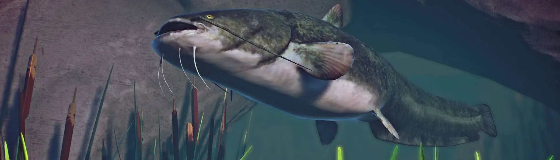 Wels Catfish - New Species (1.13) at Planet Zoo Nexus - Mods and community