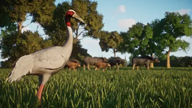 (1.16) Sarus Crane - New Species At Planet Zoo Nexus - Mods And Community