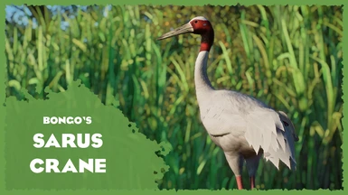 (1.16) Sarus Crane - New Species