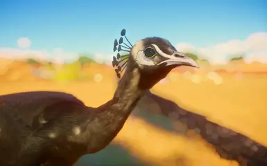 Charcoal Female