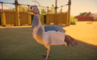 Opal Female Piebald