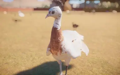Peach Female Piebald
