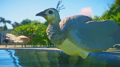 Taupe Juvenile