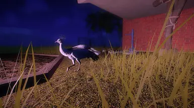 Charcoal PieFemale/Char Pi Chicks
