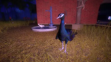 Midnight male/Pie chick